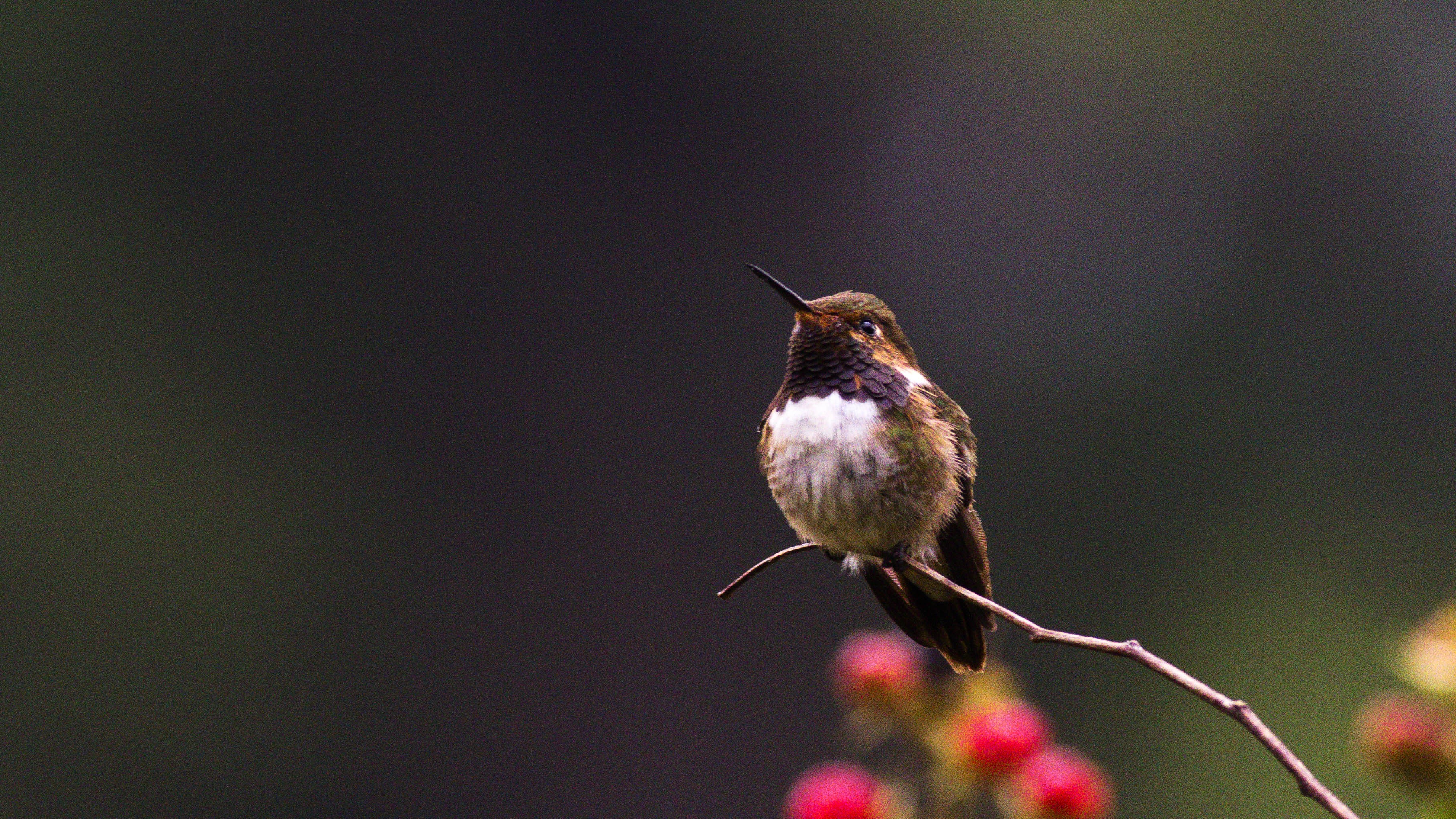 Volcano Hummingbird
