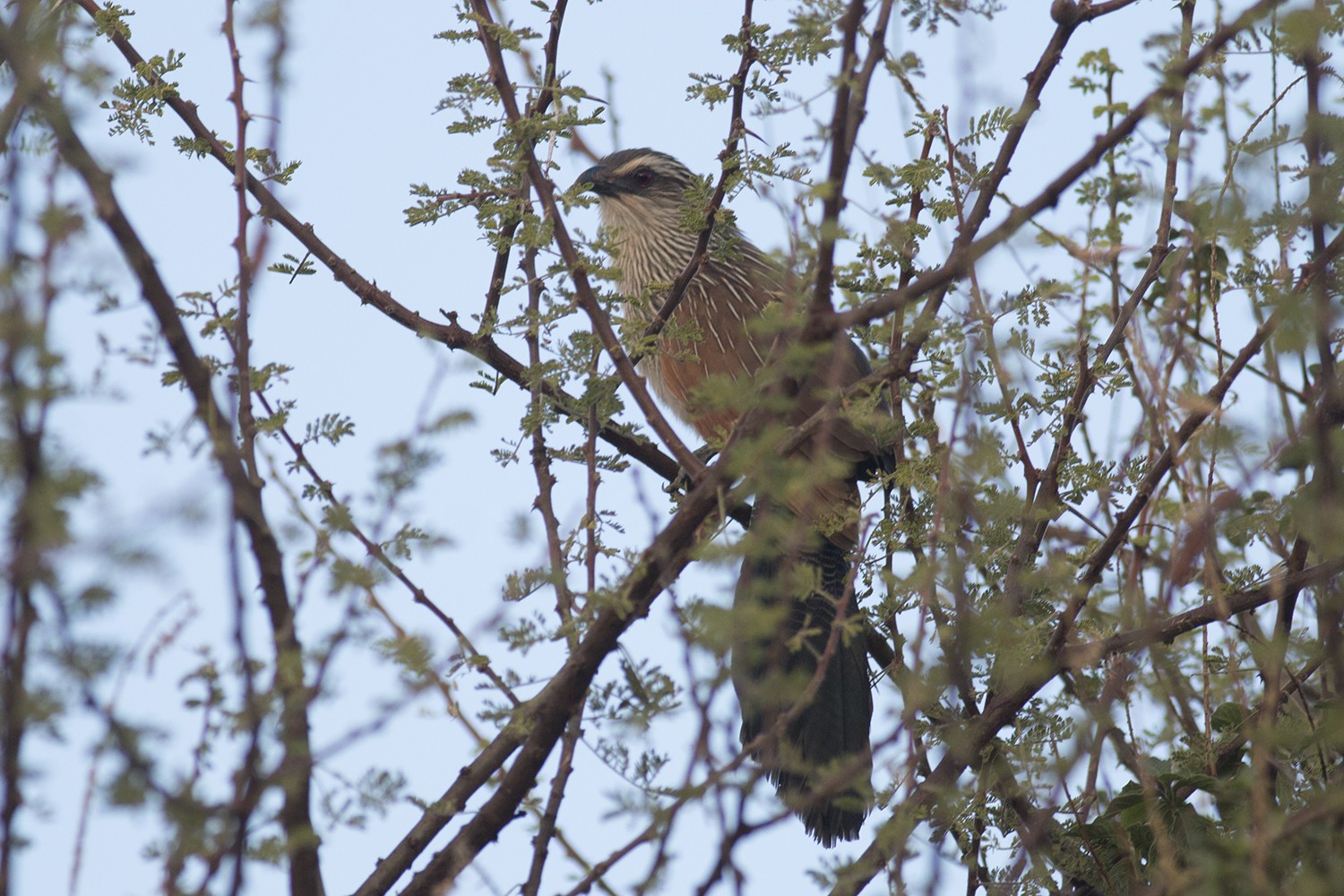 White-browed Coucal