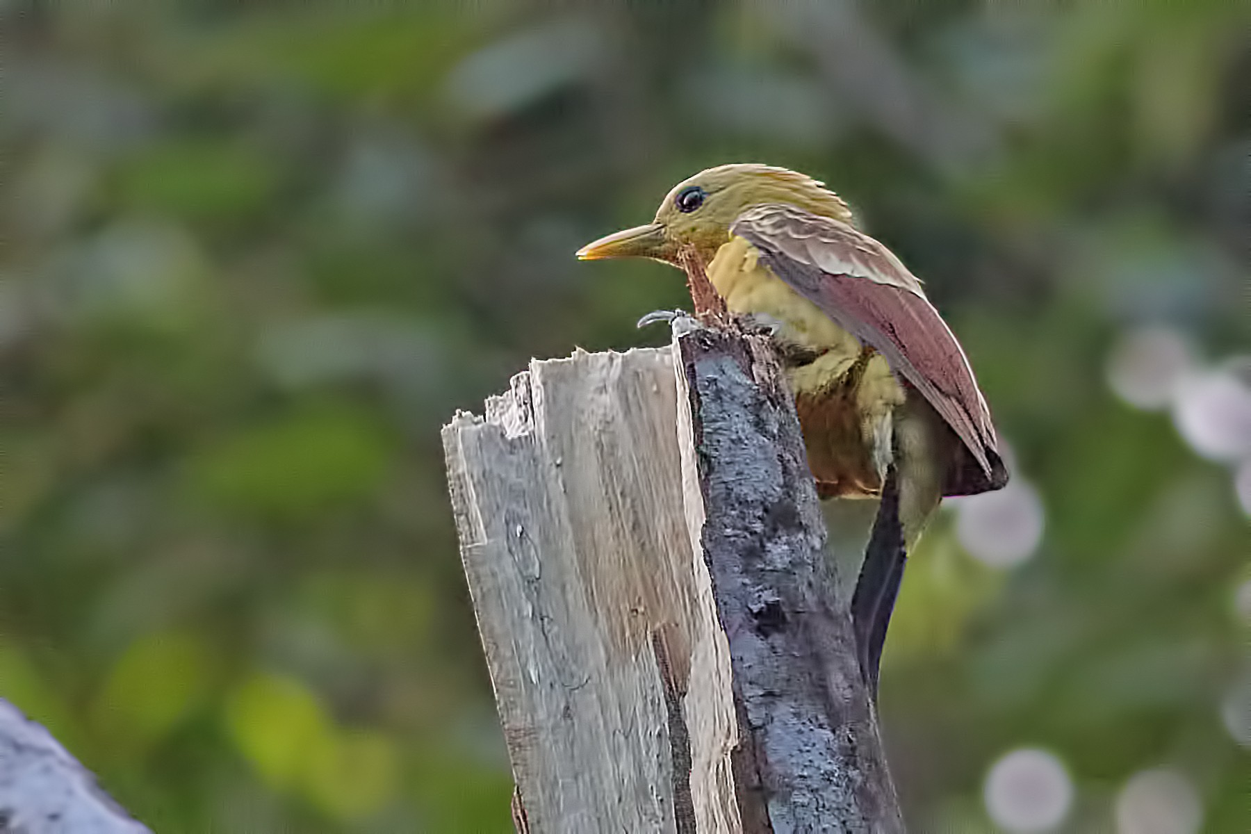 Cream-colored Woodpecker