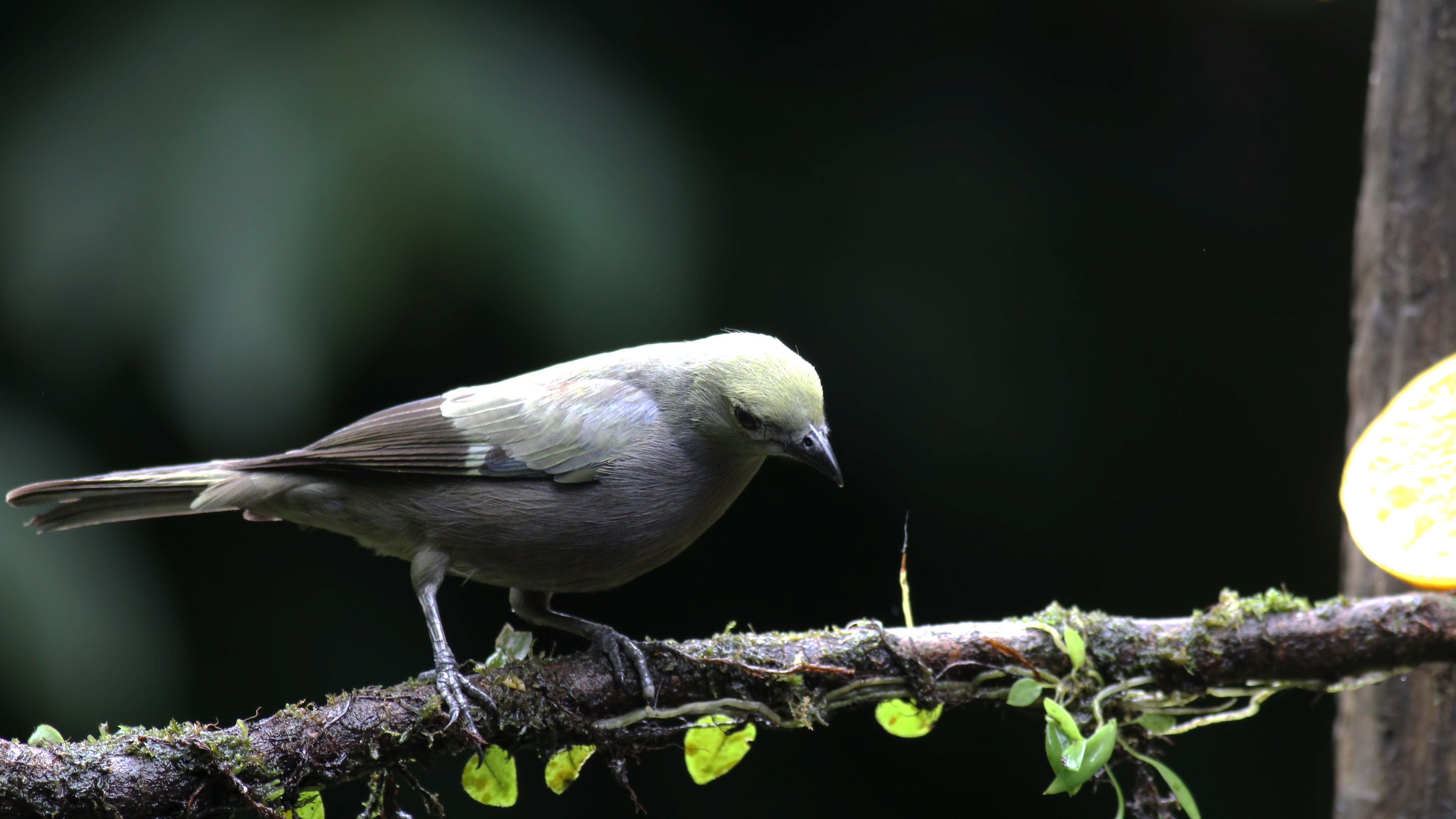 Palm Tanager