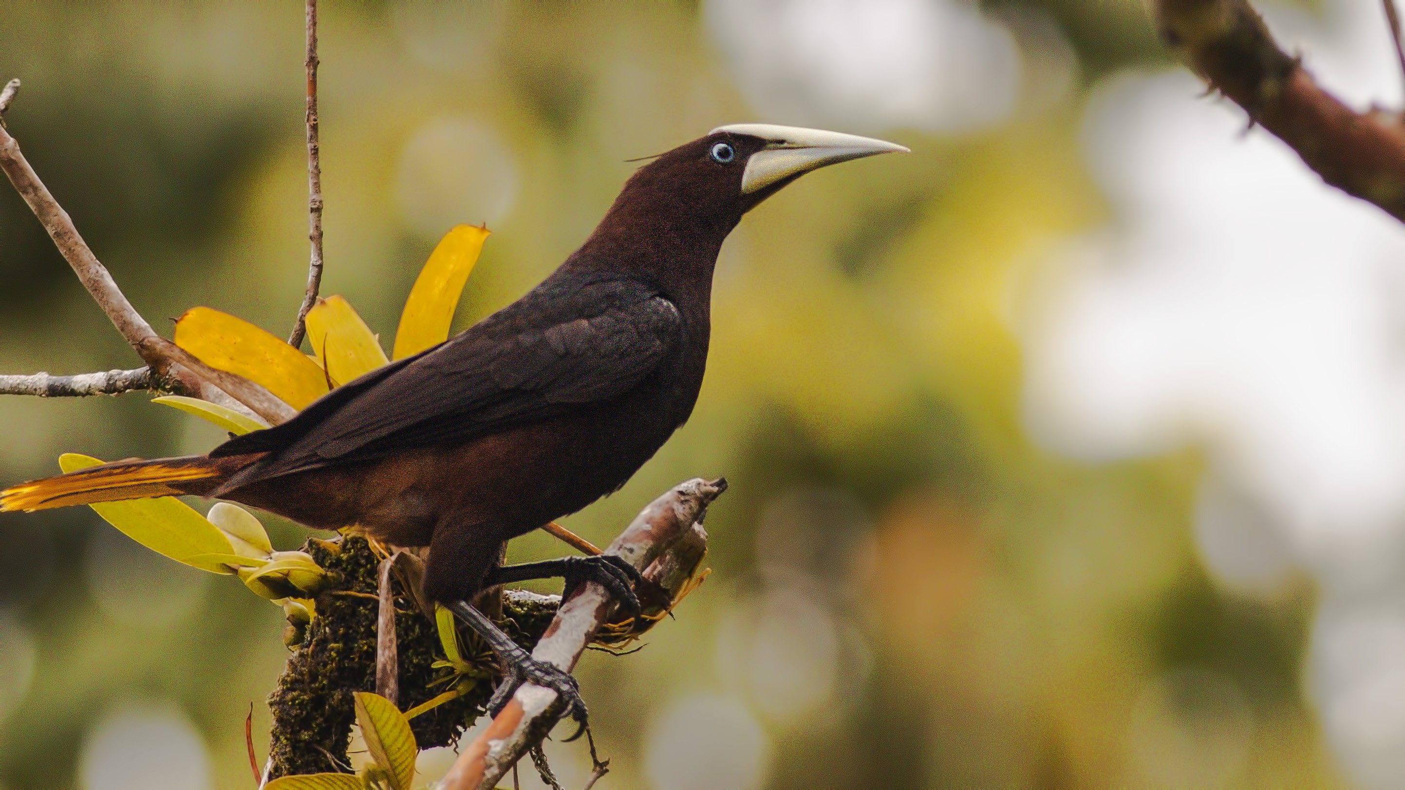 Crested Oropendola