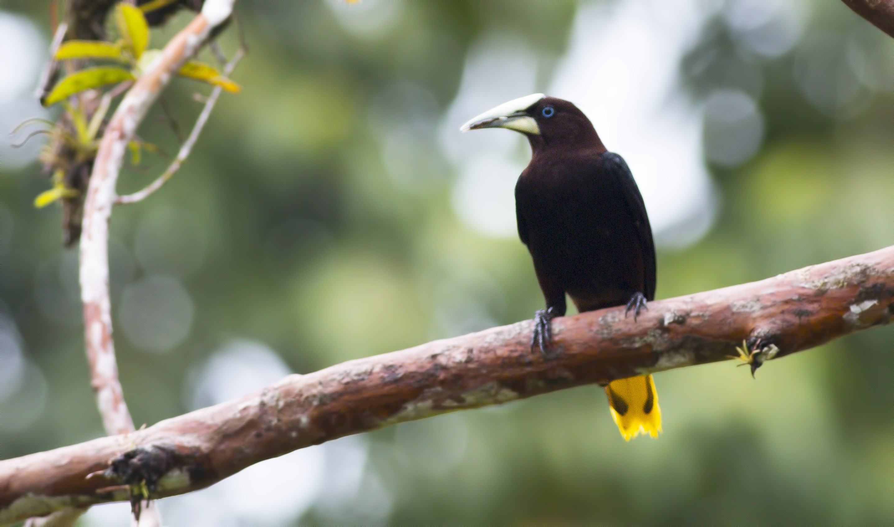 Crested Oropendola