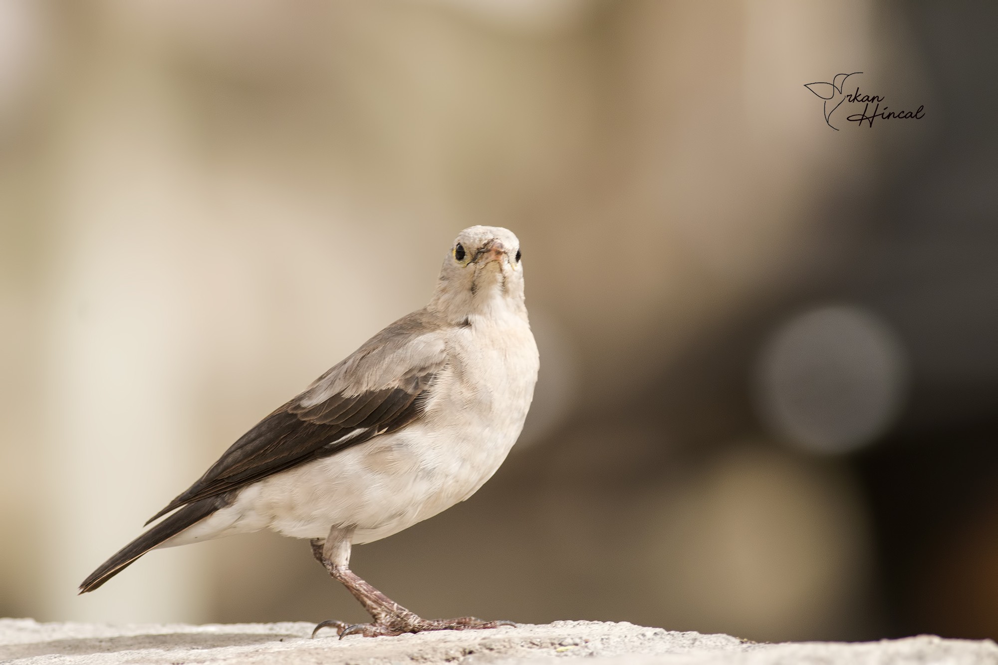 Wattled Starling