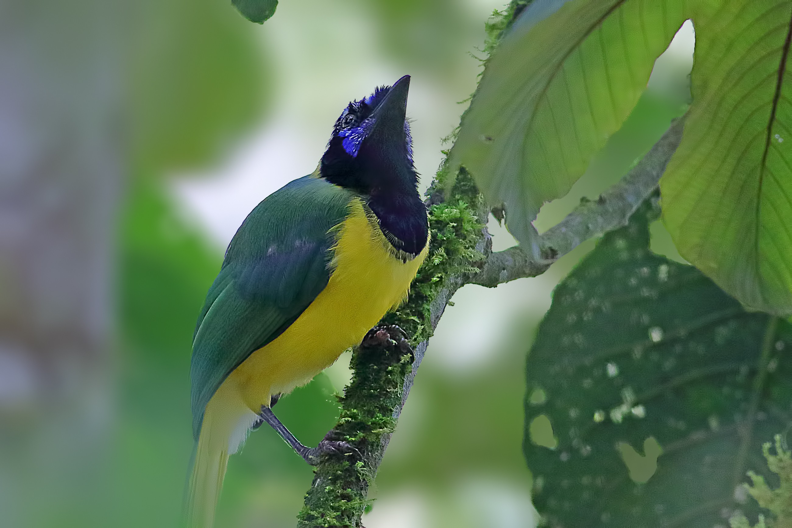 Green Jay