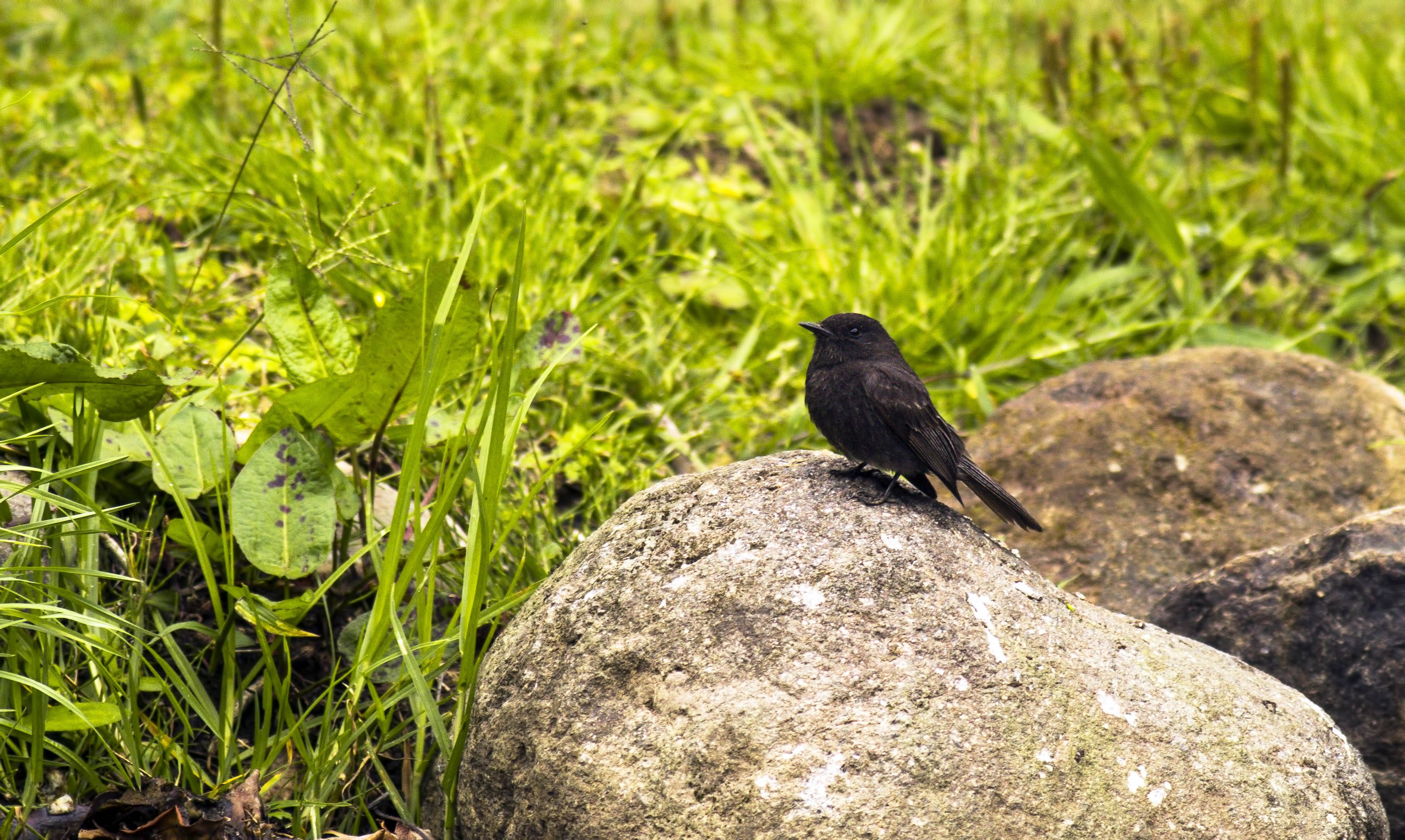 Black Phoebe