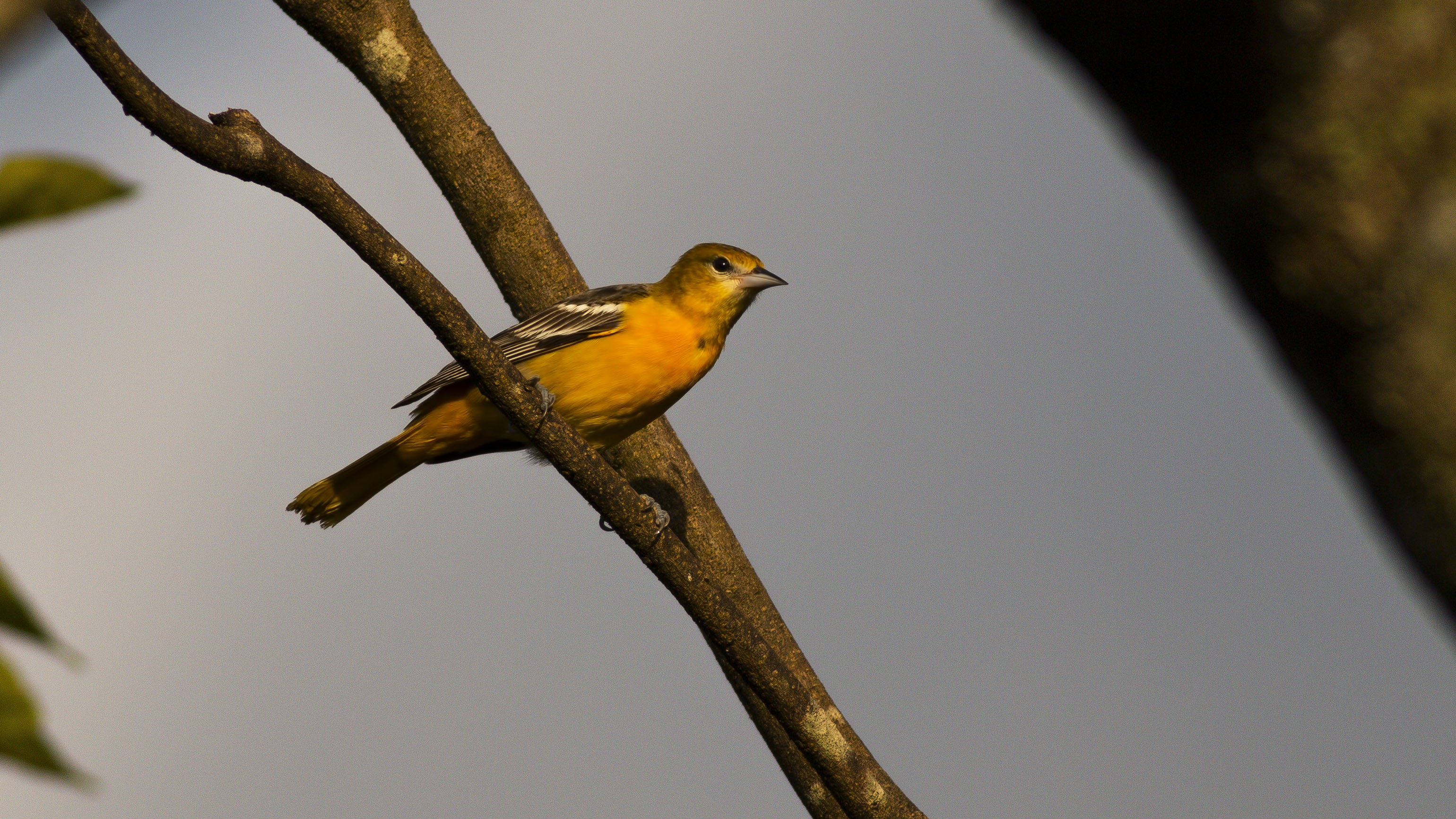 Baltimore Oriole