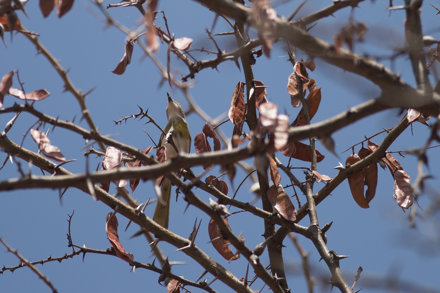Yellow-breasted Apalis
