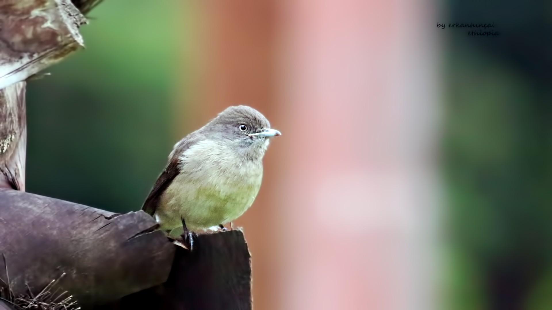 Abyssinian Slaty-flycatcher