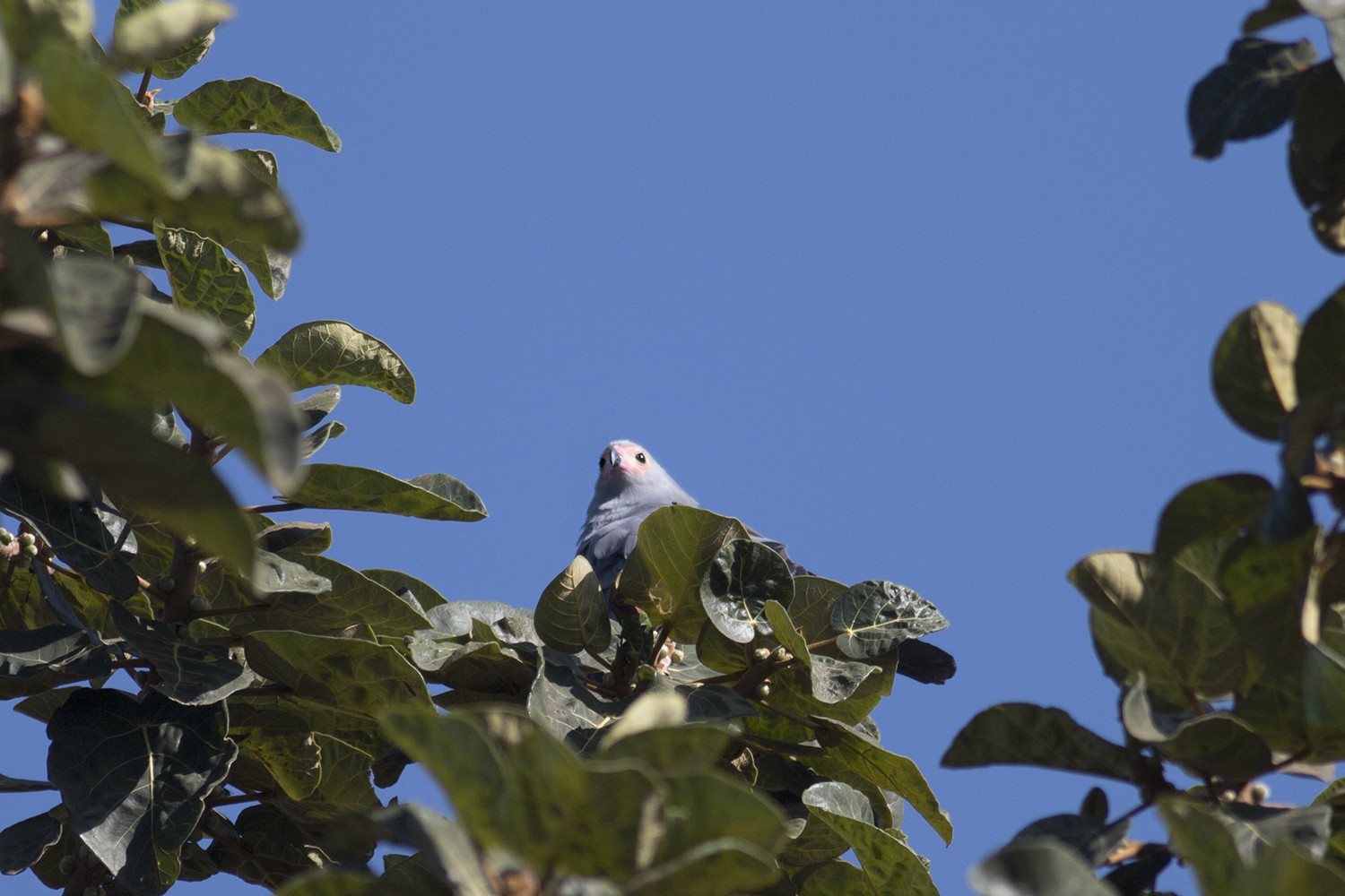African Harrier-hawk