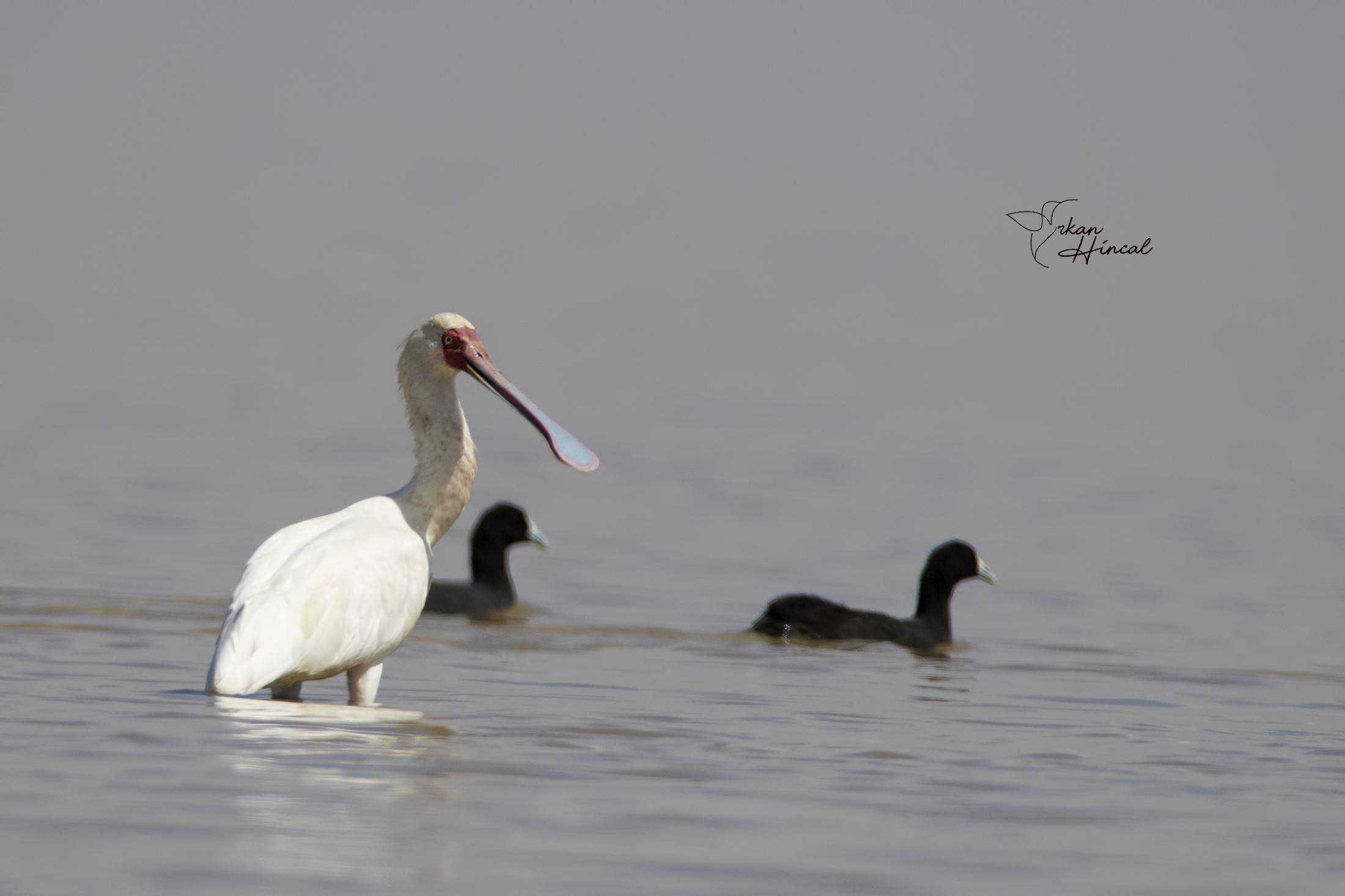 African Spoonbill