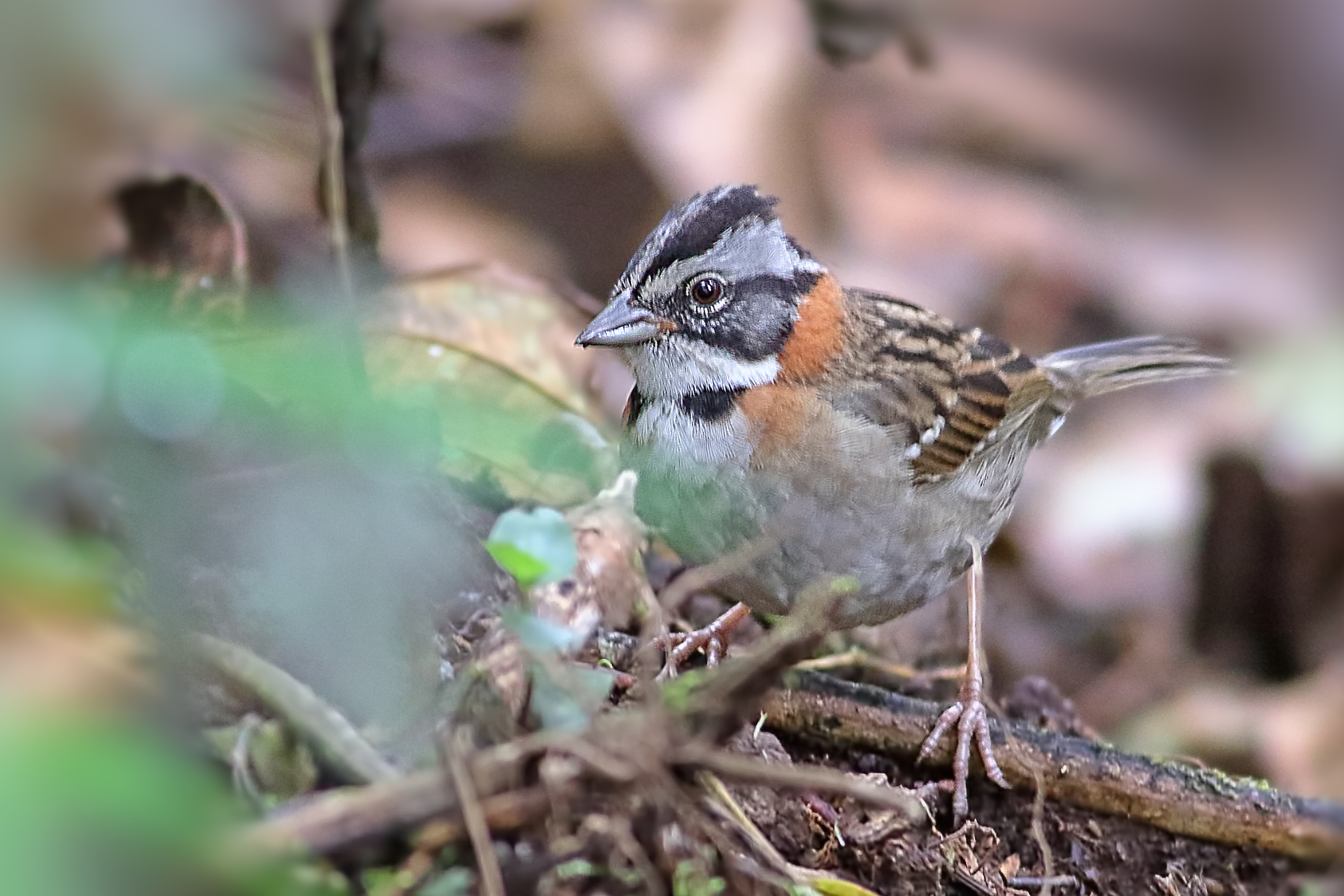 Rufous-collared Sparrow