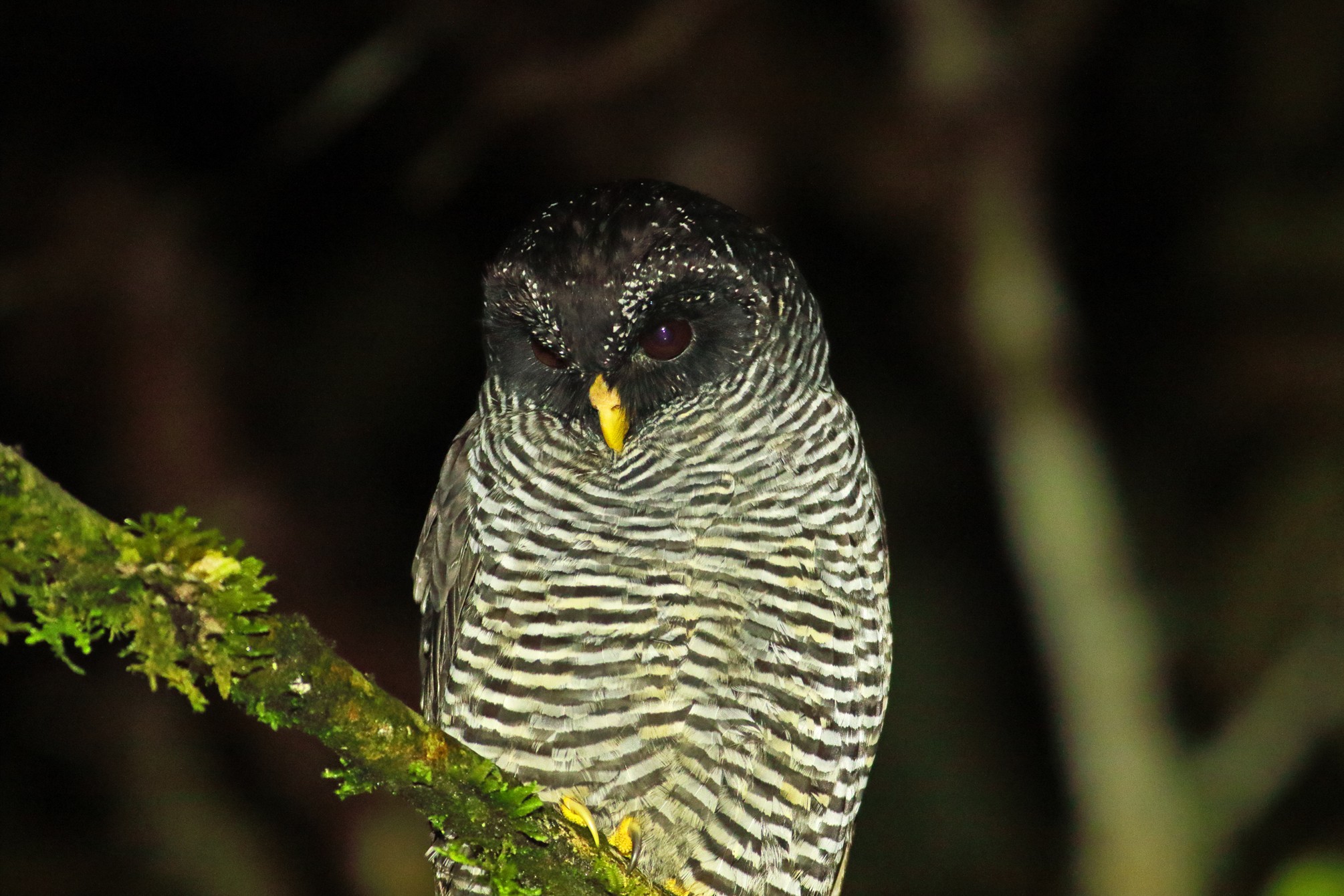 Black-and-white Owl