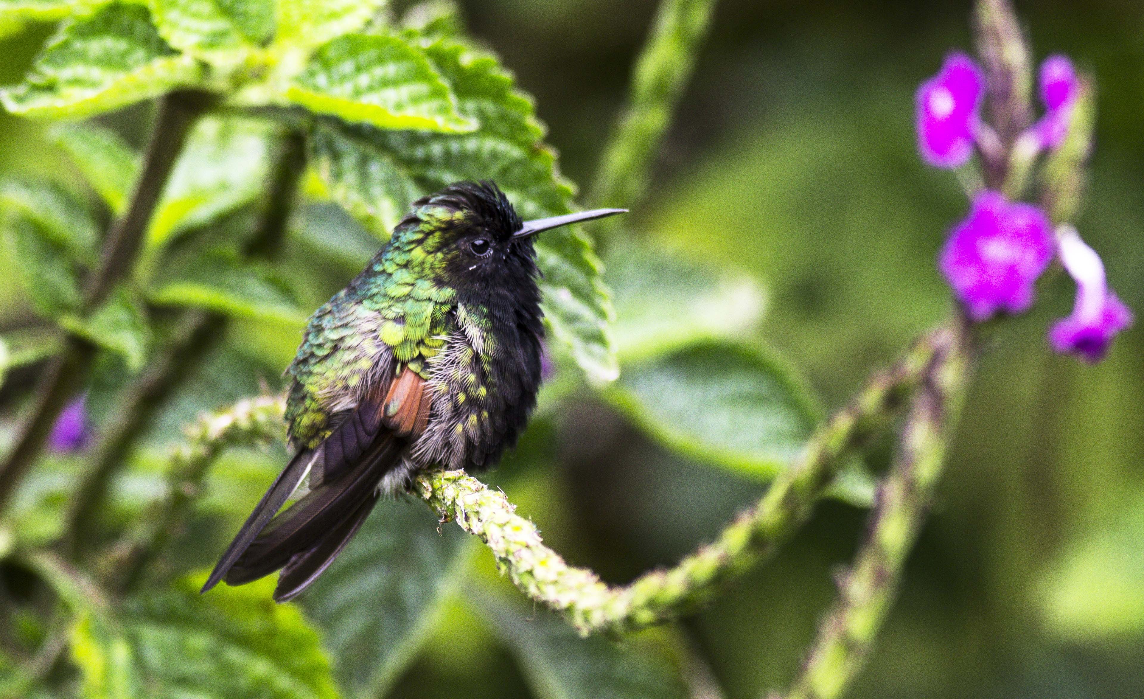 Black-bellied Hummingbird