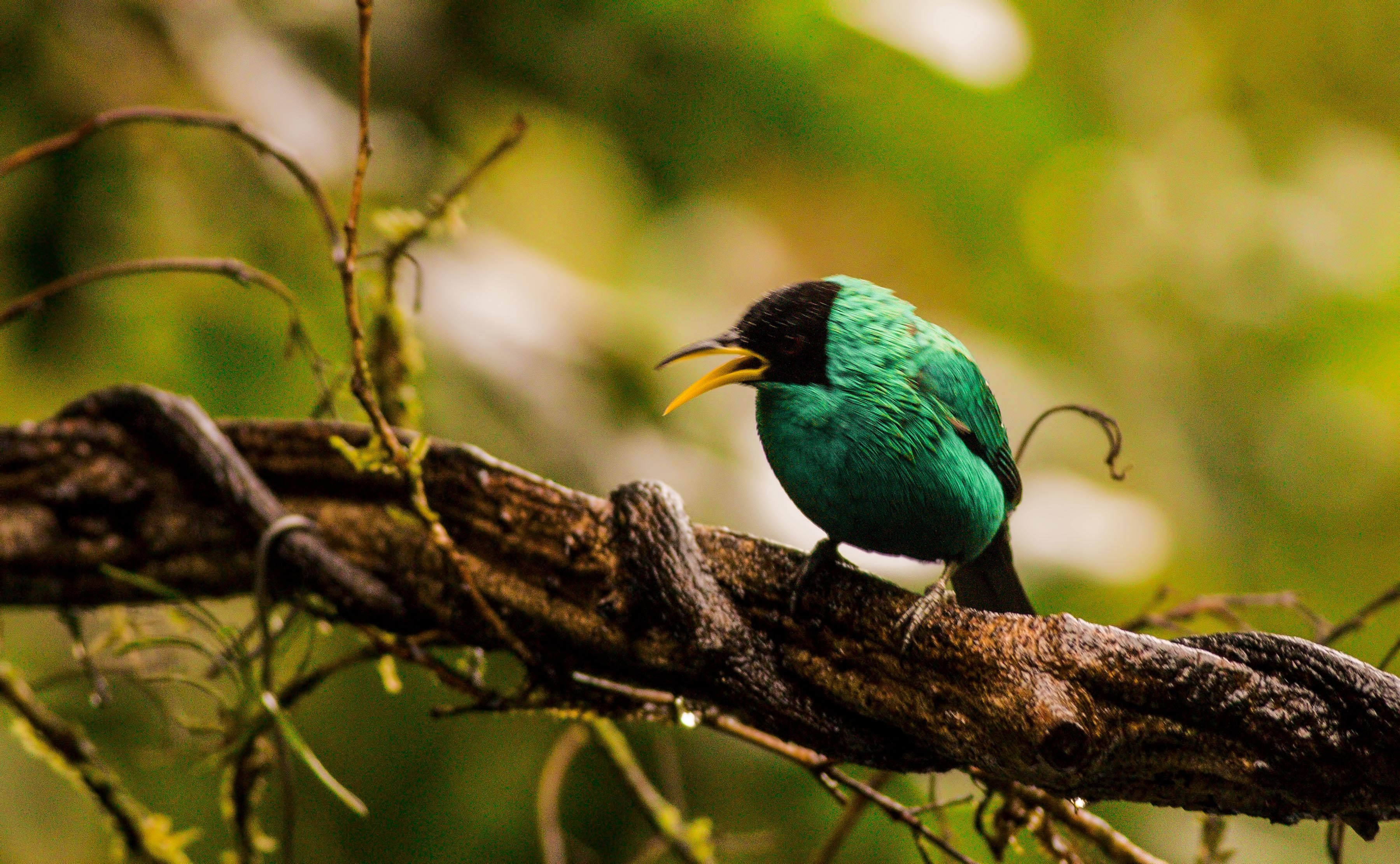 Green Honeycreeper