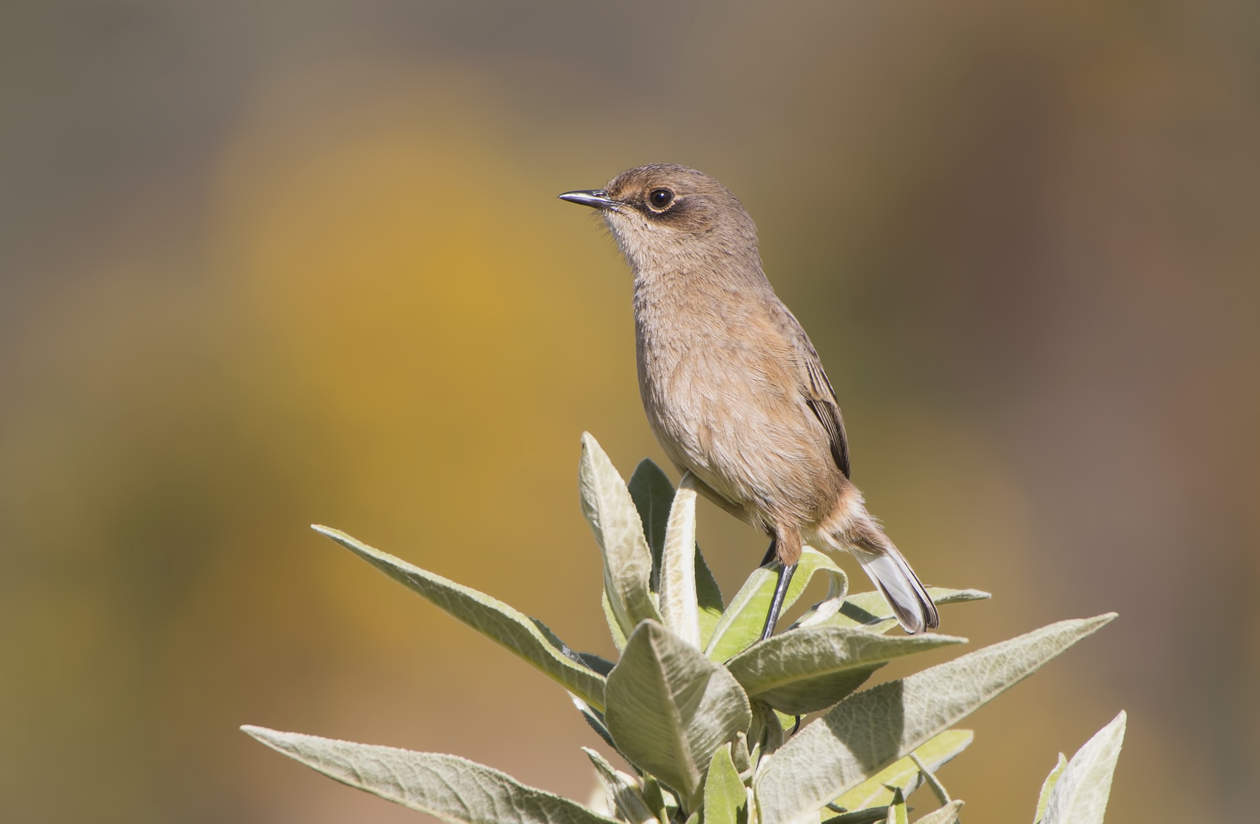 Moorland Chat