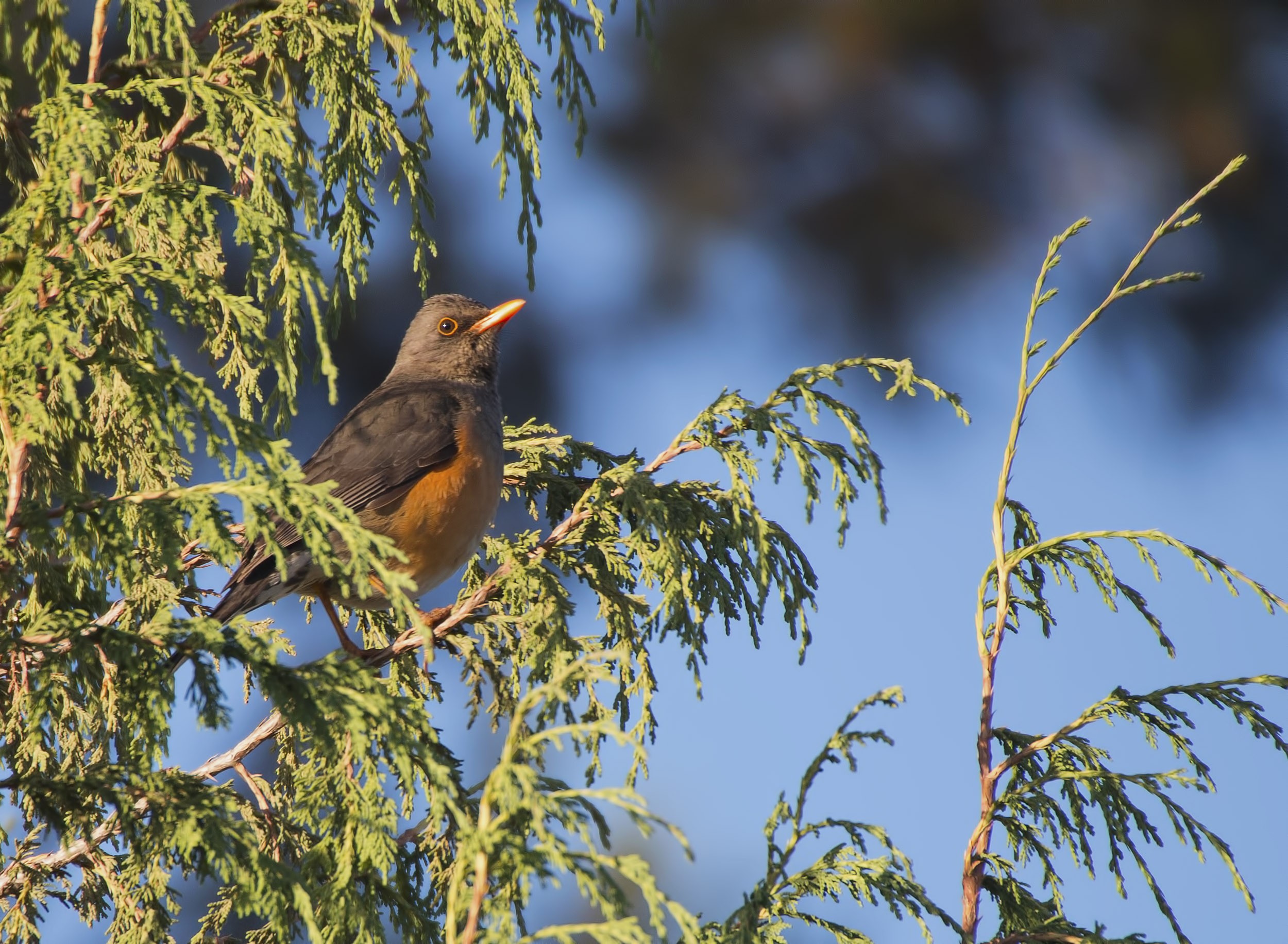Abyssinian Thrush