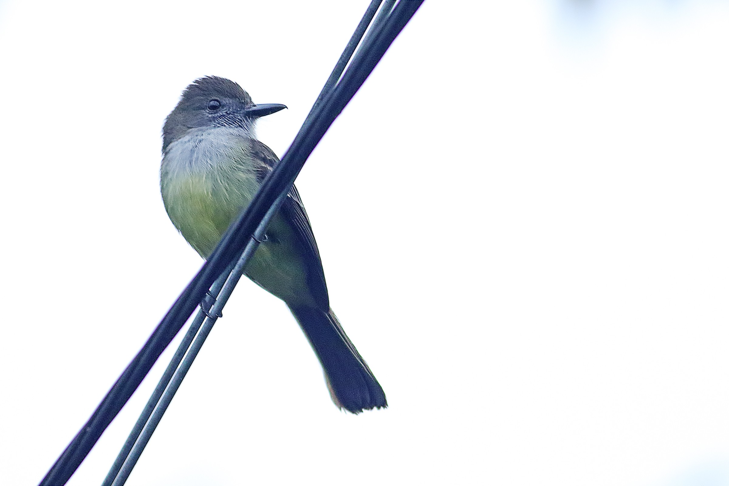Tropical Kingbird