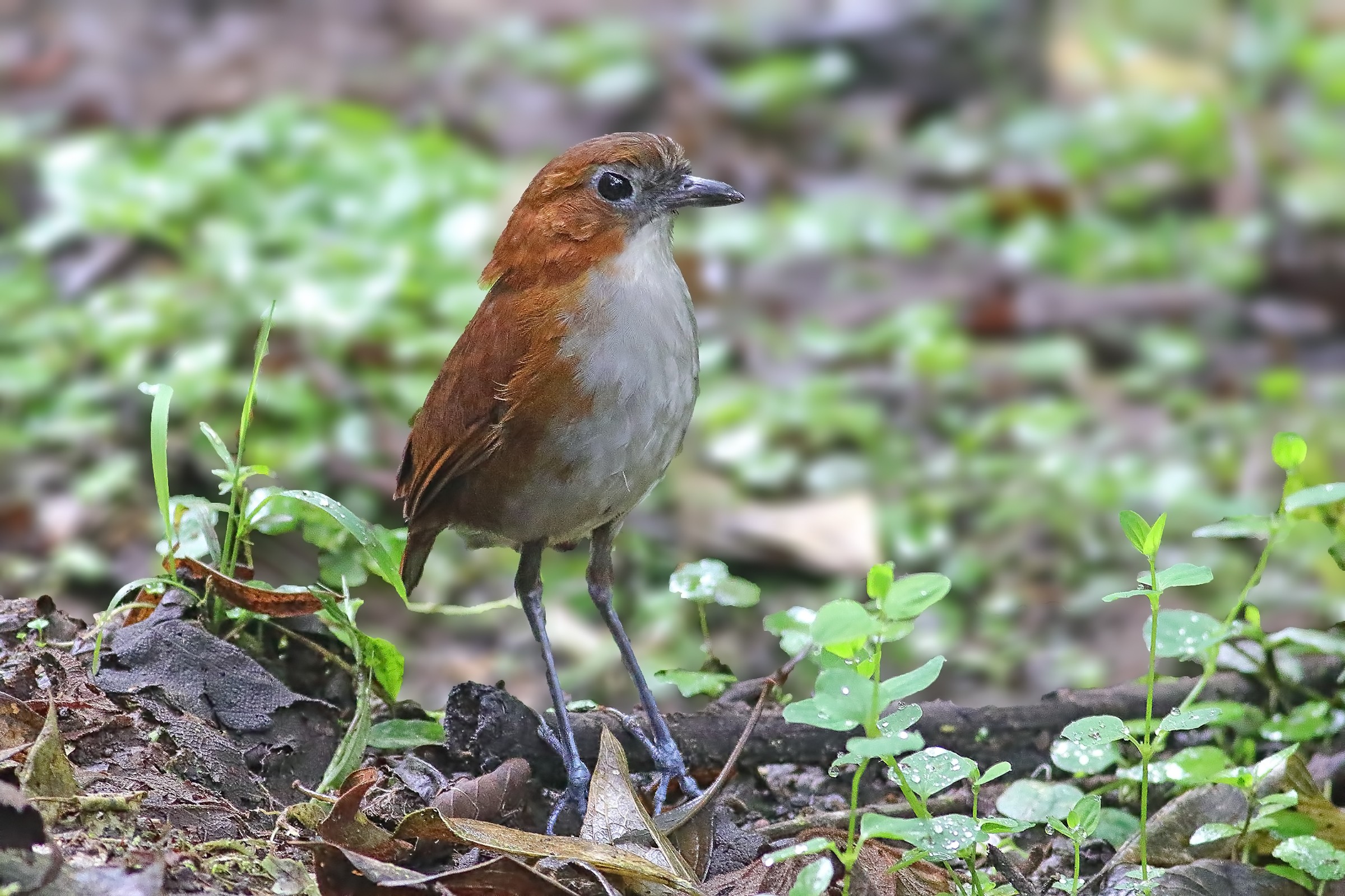 White-bellied Antpitta