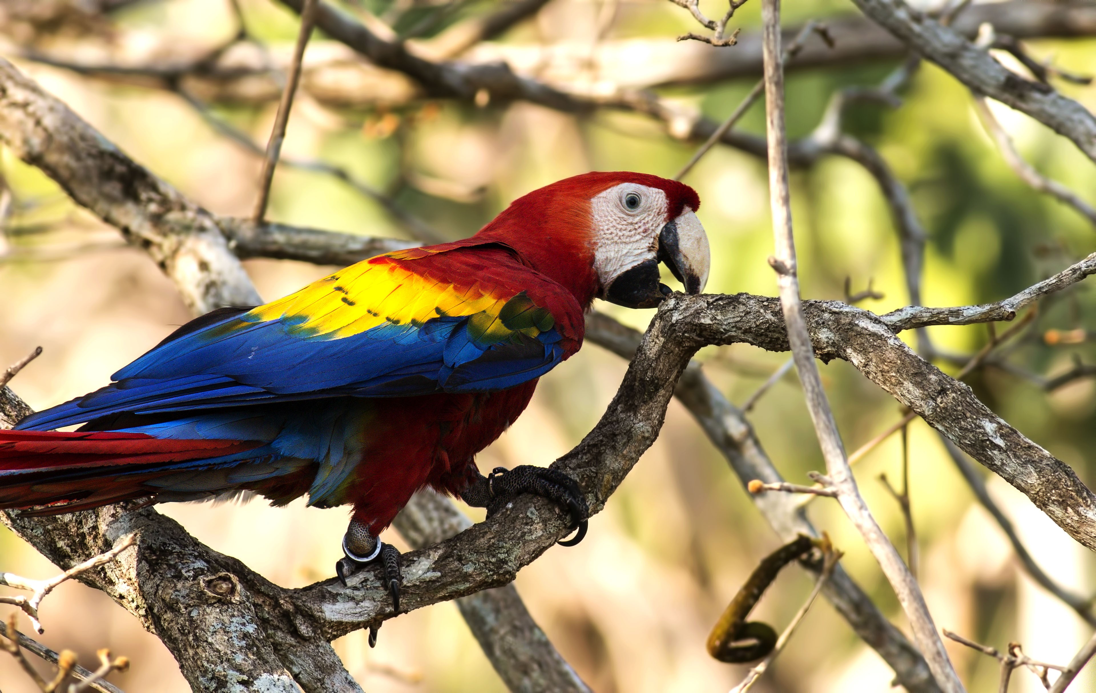 Scarlet Macaw