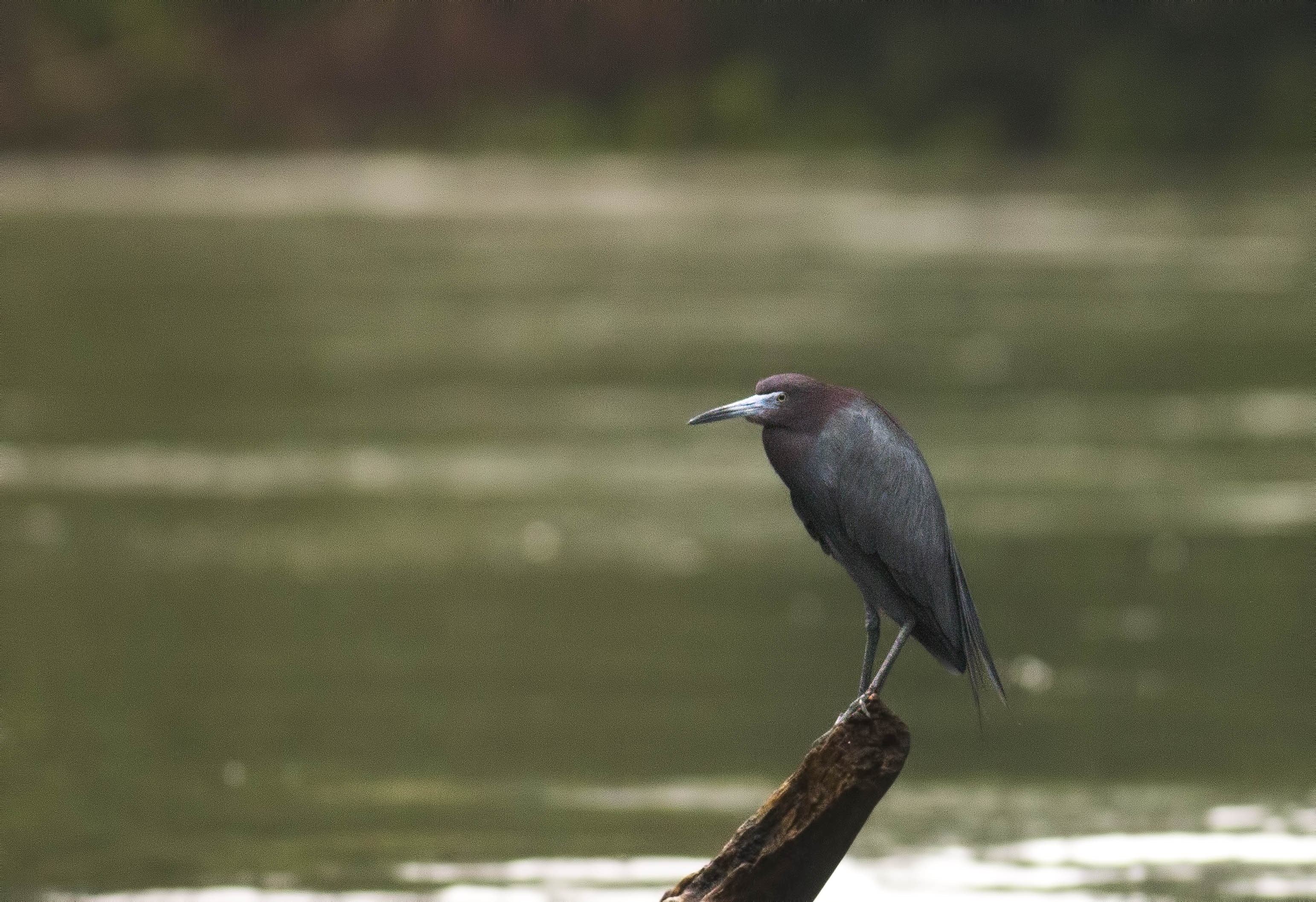Little Blue Heron