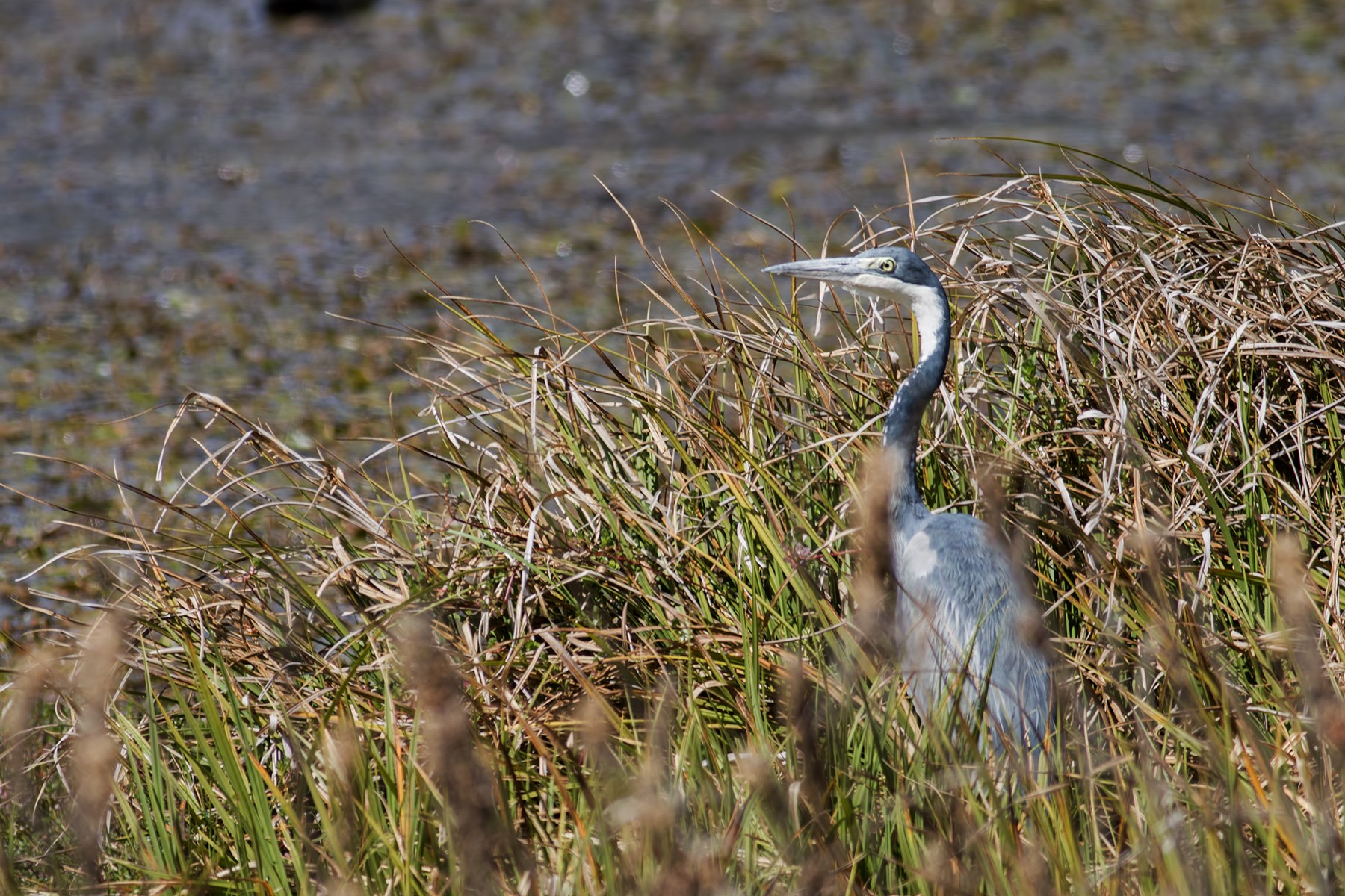Black-headed Heron