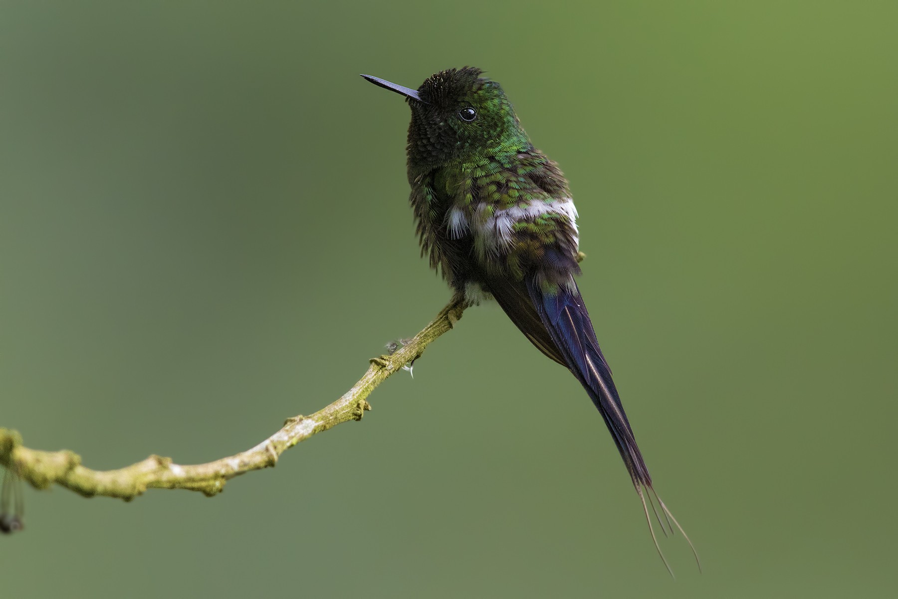 Green Thorntail