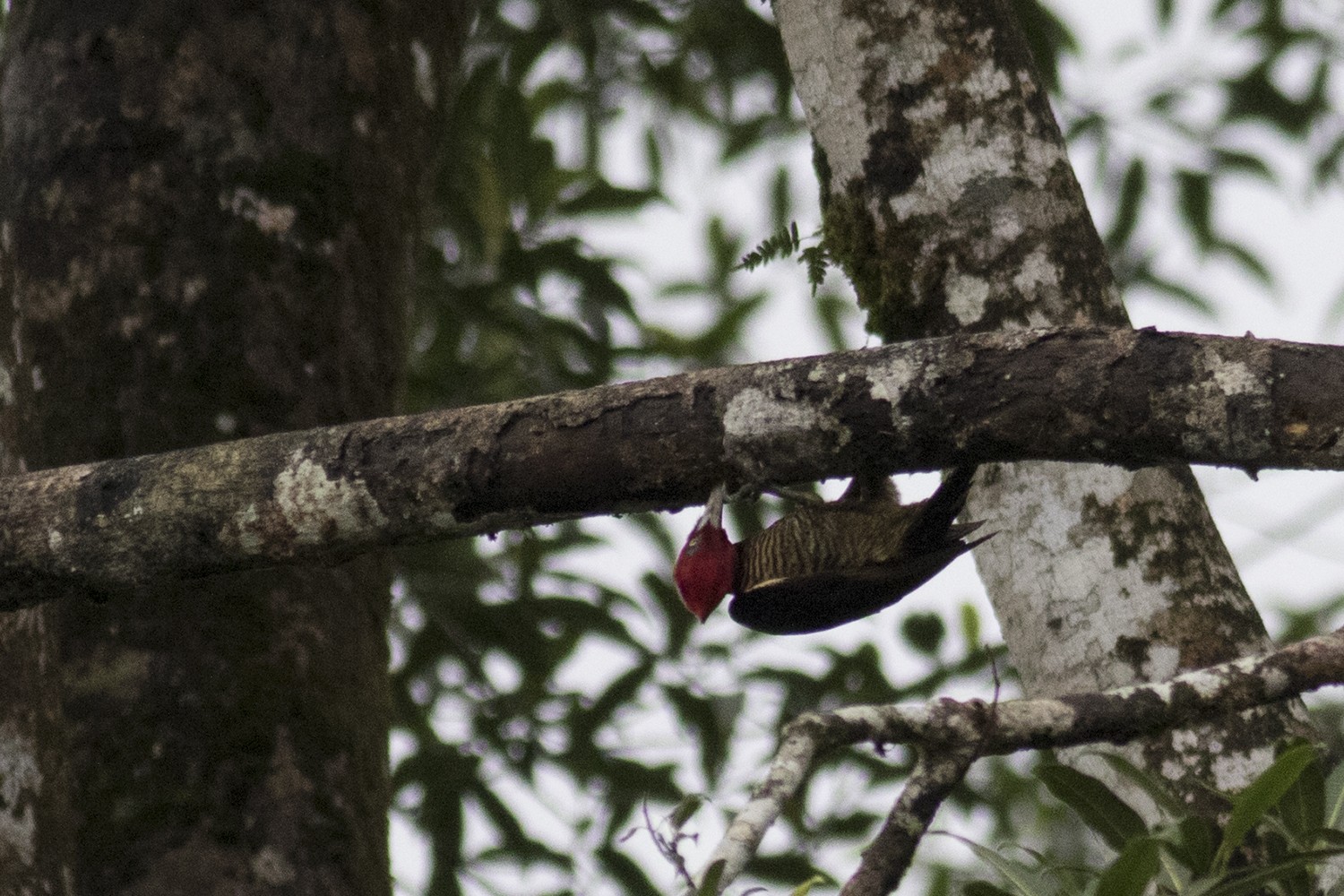 Pale-billed Woodpecker