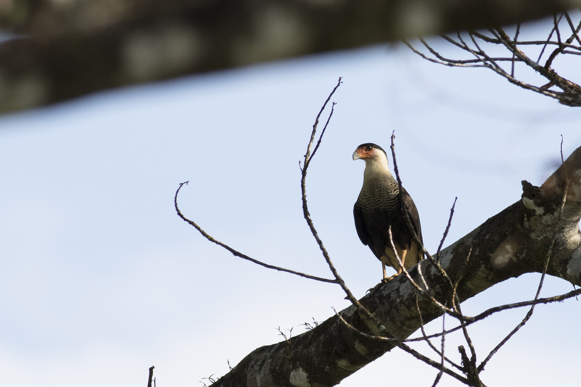 Crested Caracara