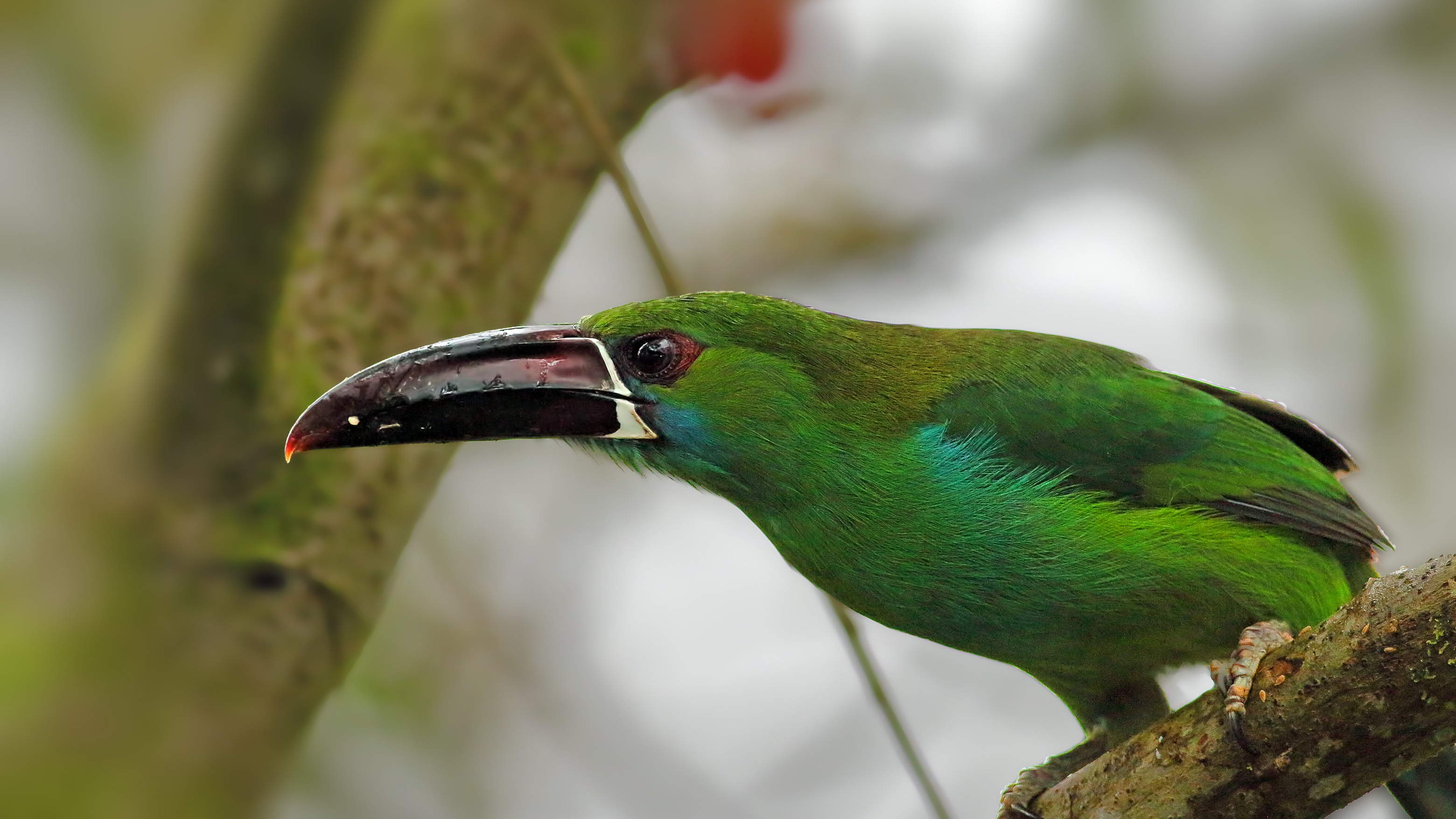 Crimson-rumped Toucanet