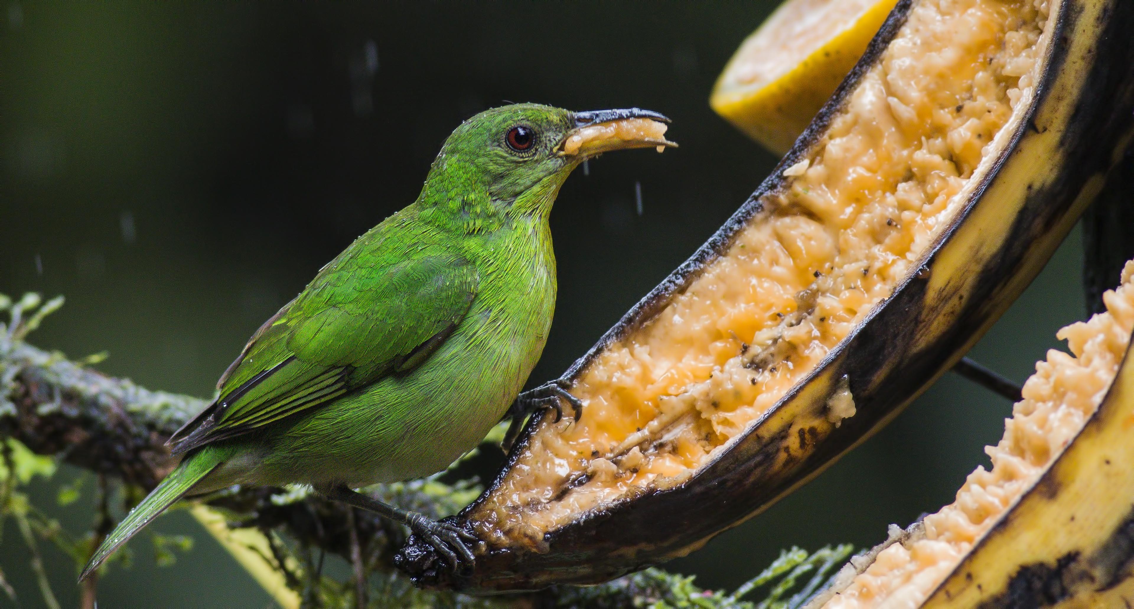 Green Honeycreeper