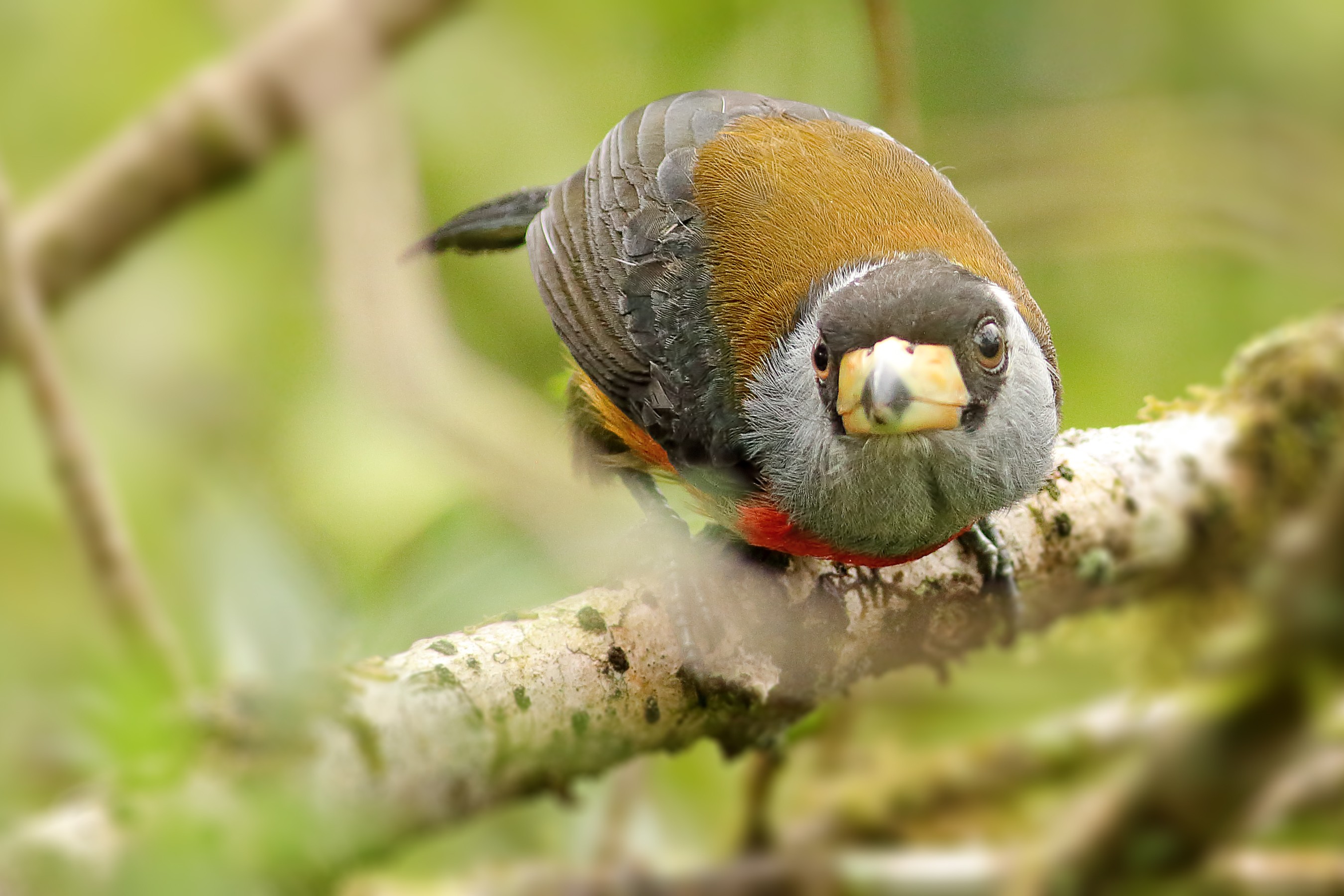 Toucan Barbet