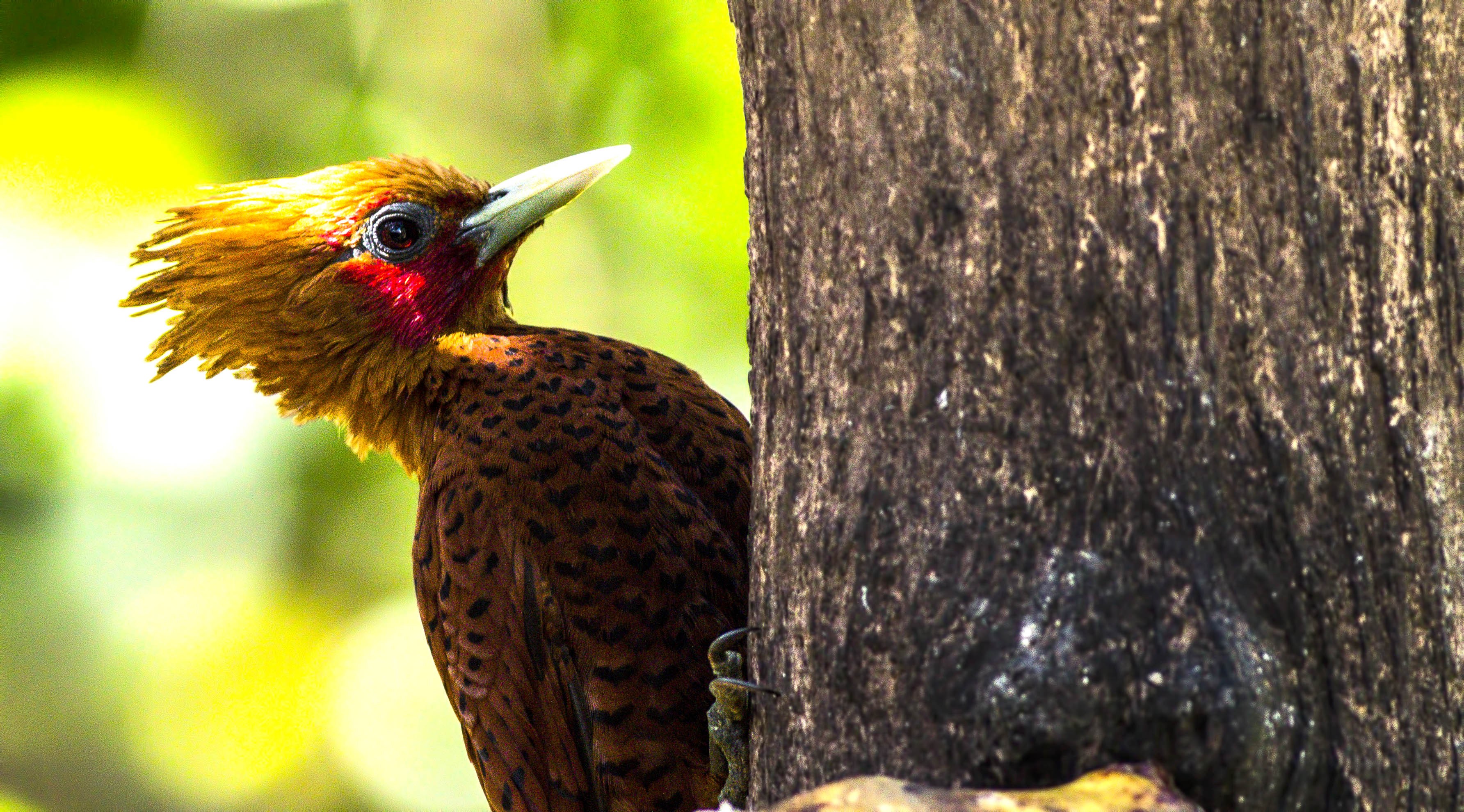 Chestnut-colored Woodpecker