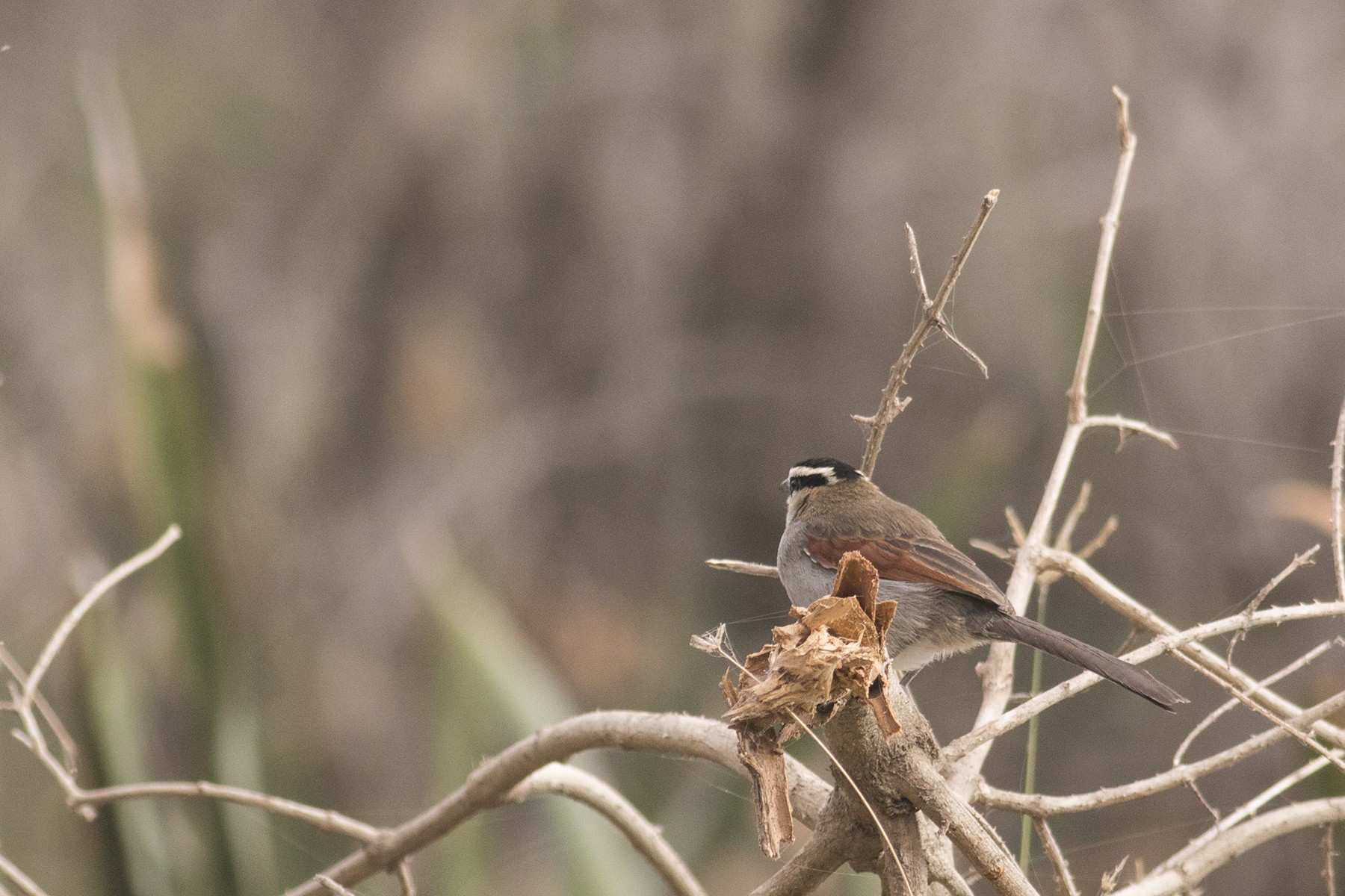 Black-crowned Tchagra