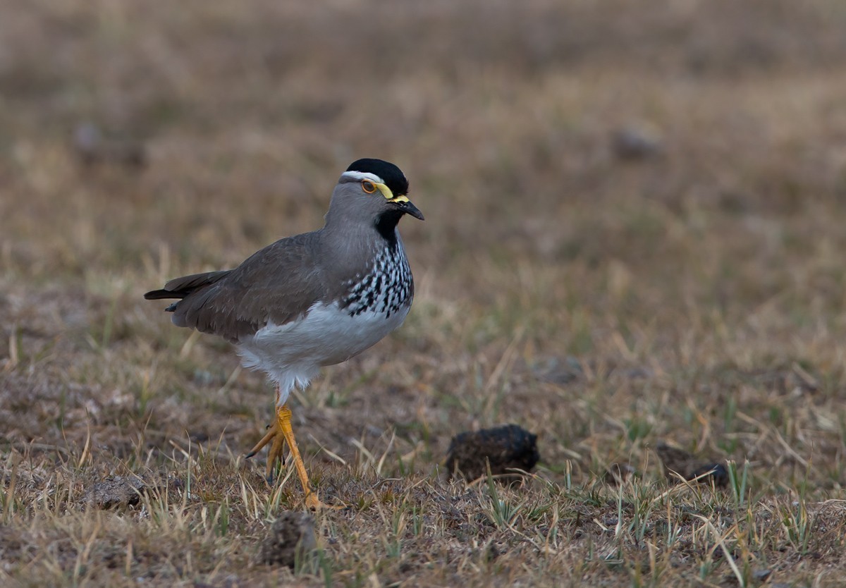 Spot-breasted Lapwing