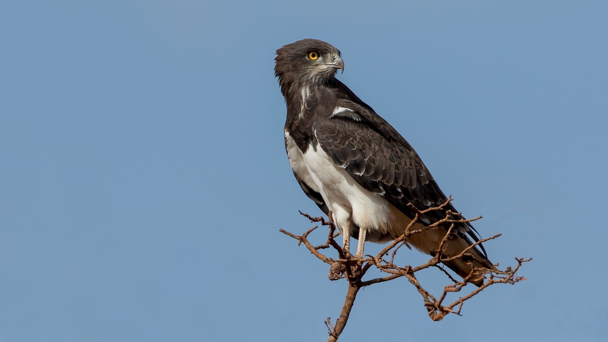 Black-chested Snake-eagle