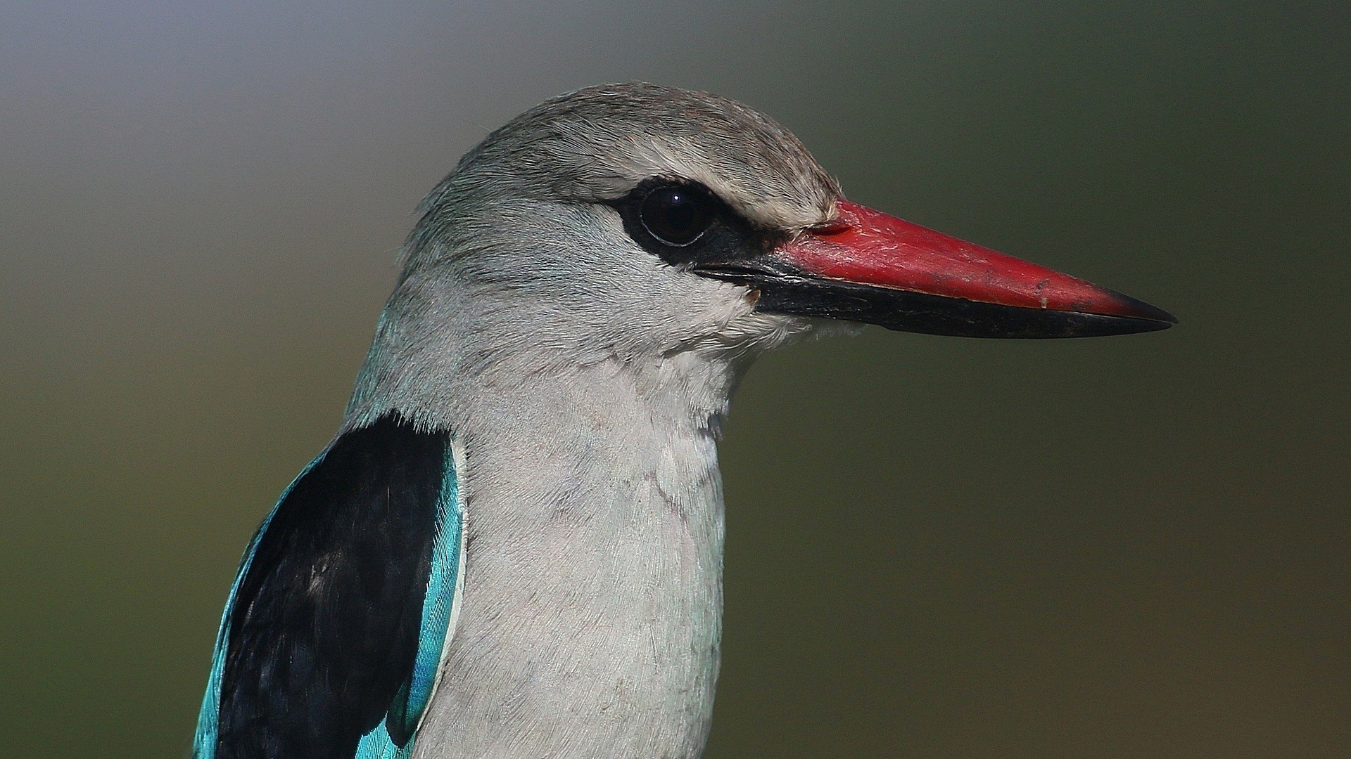 Woodland Kingfisher
