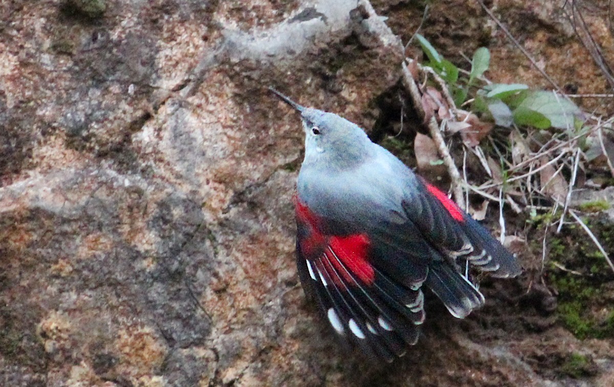 Duvar Tırmaşıkkuşu