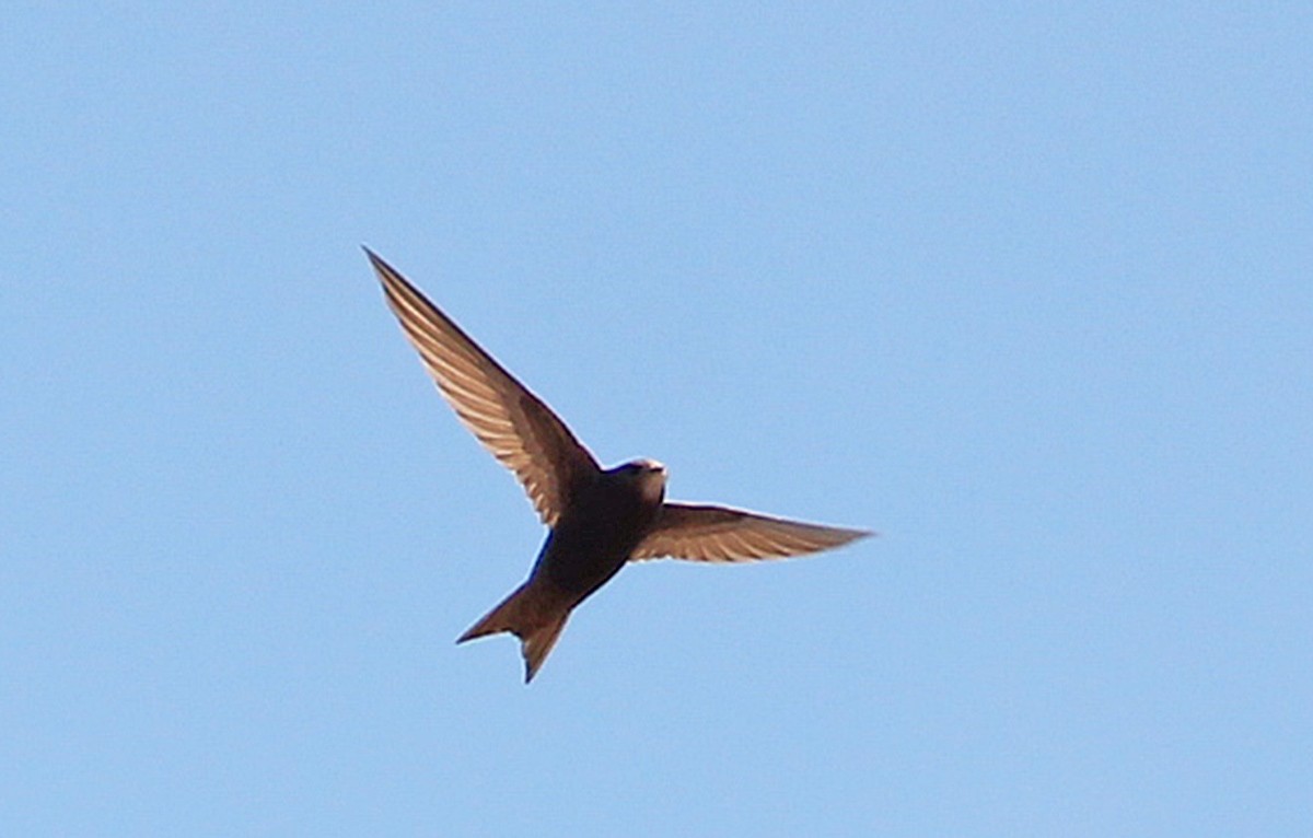 Ebabil