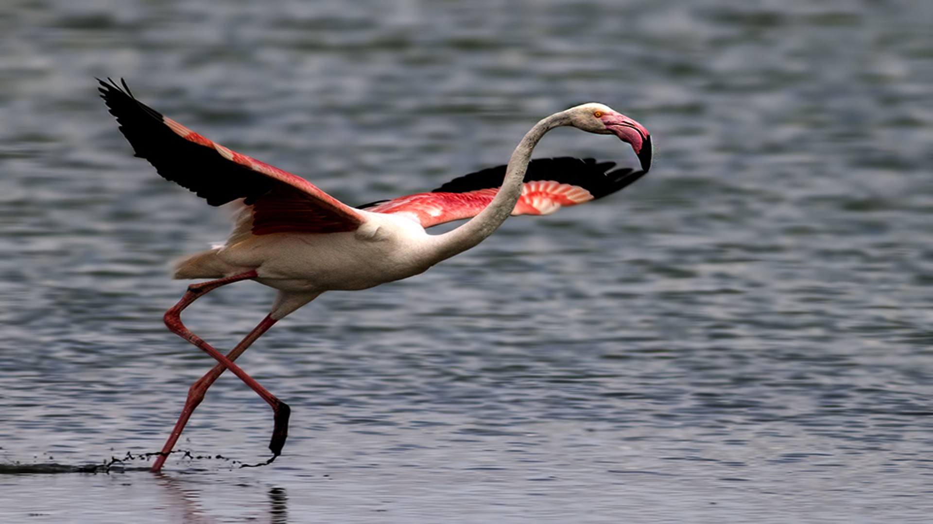Flamingo