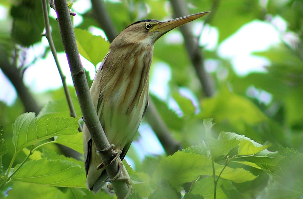 Küçük Balaban