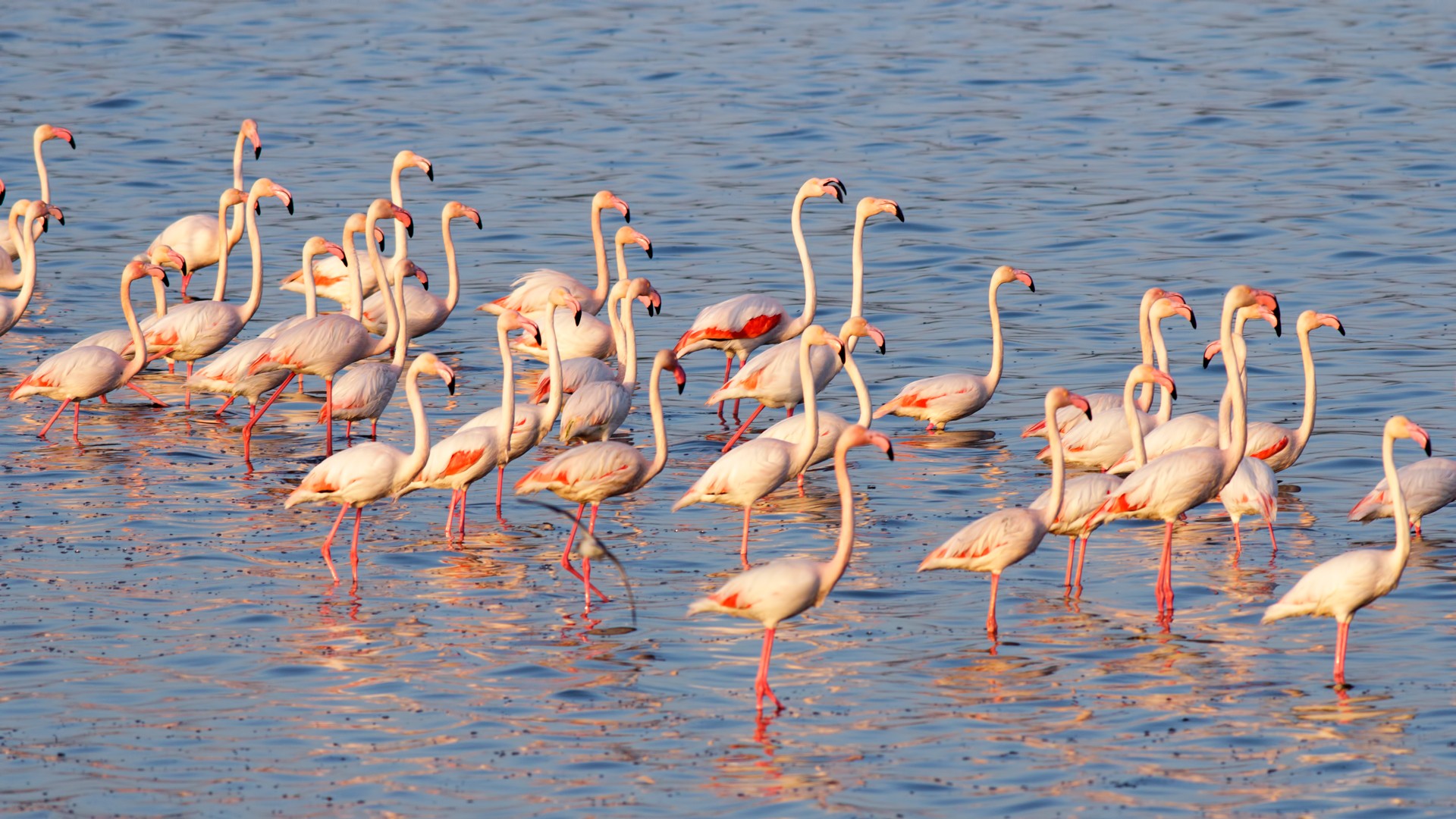 Flamingo