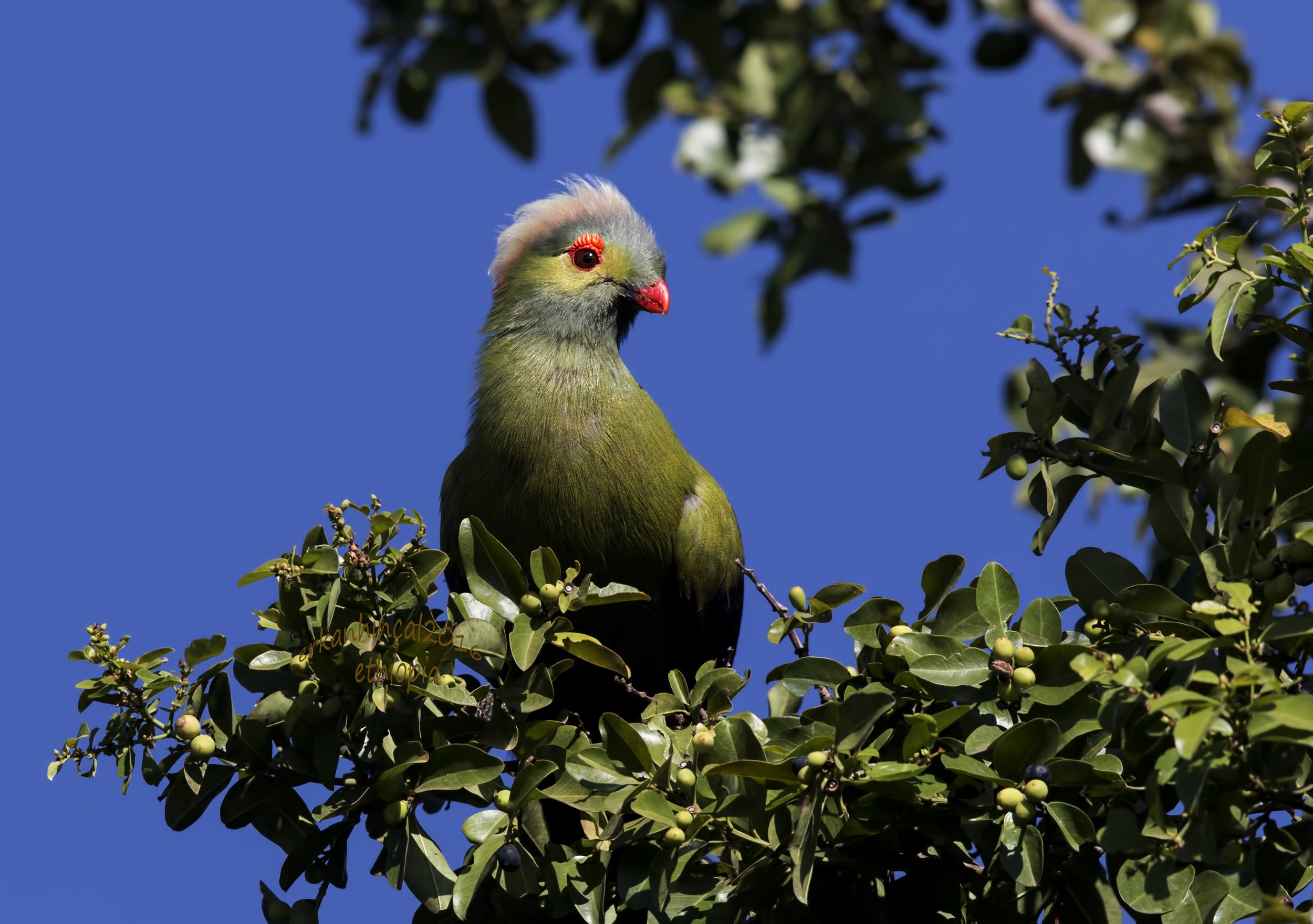 Ruspoli's Turaco