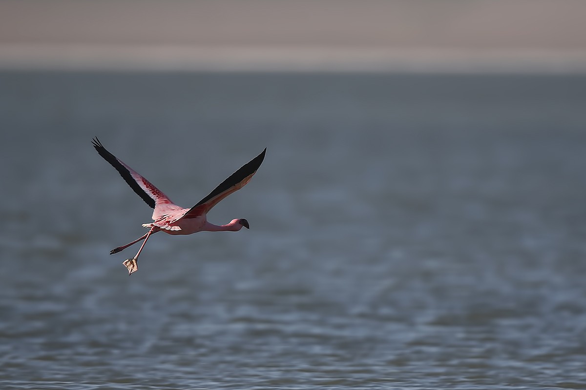 Küçük Flamingo