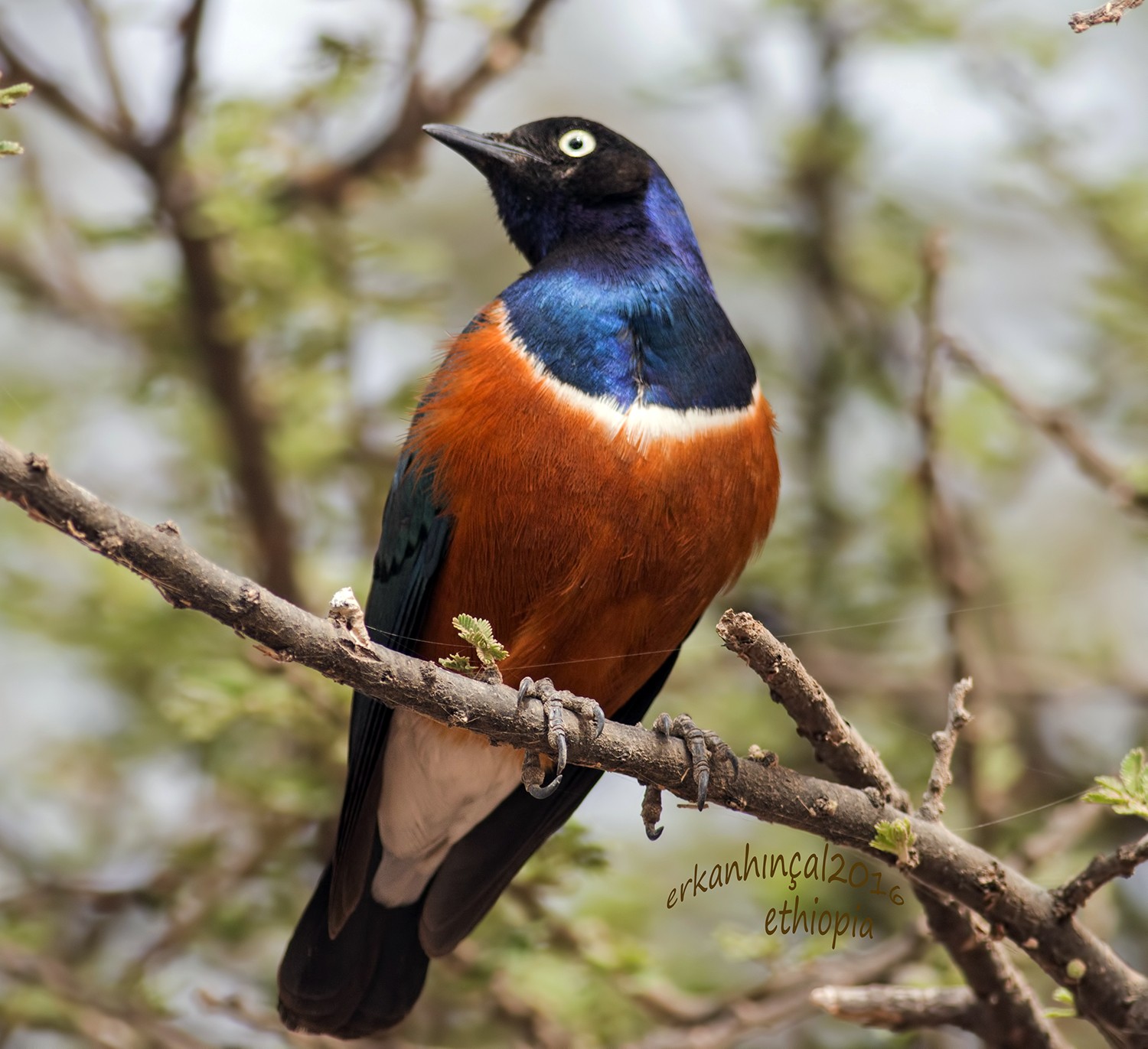 Superb Starling