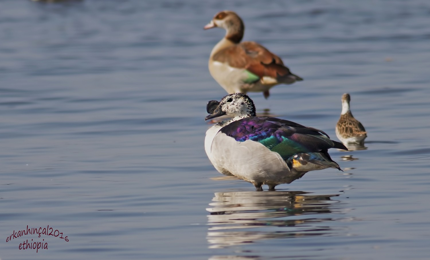African Comb Duck