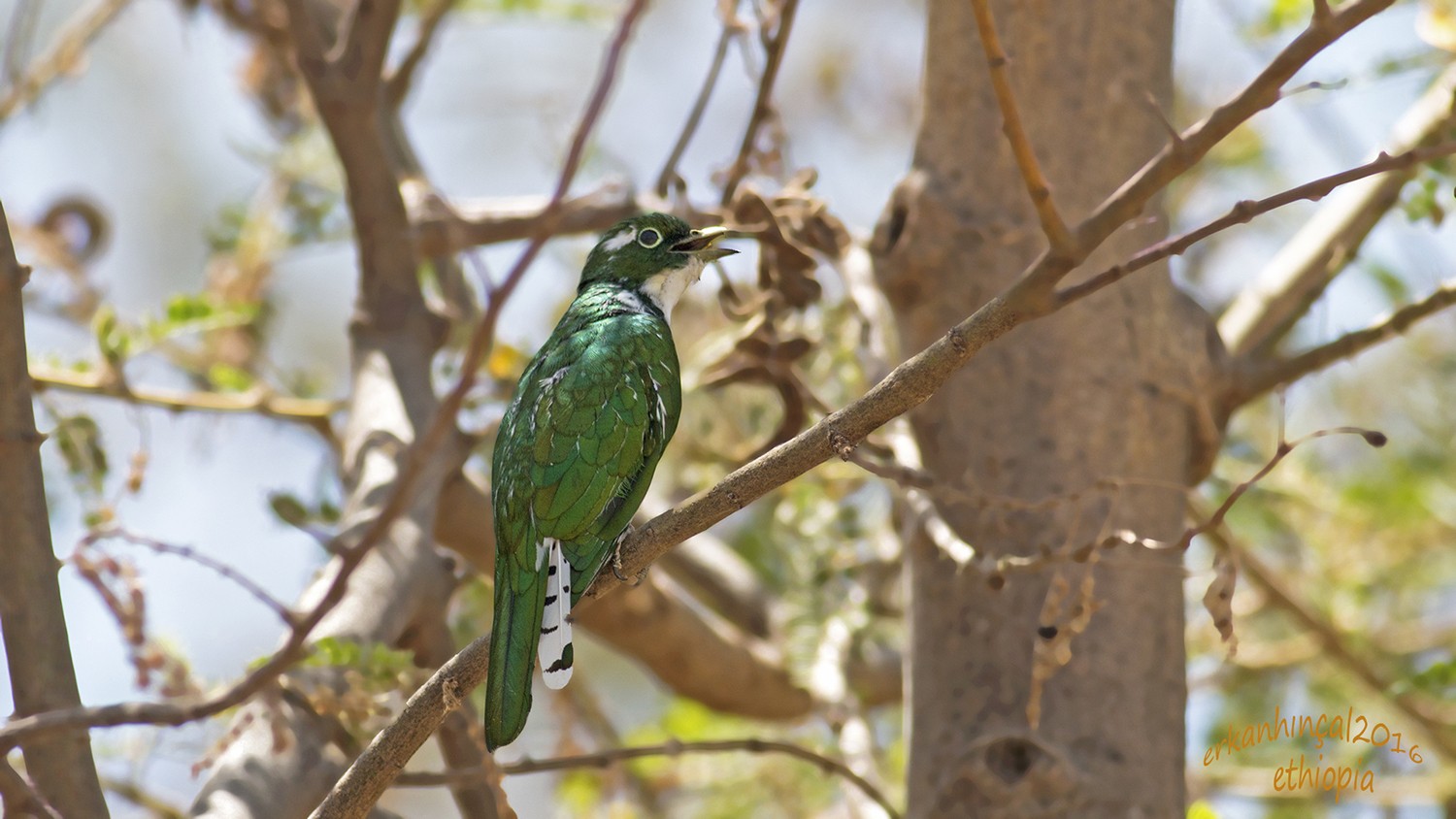 Klaas's Cuckoo