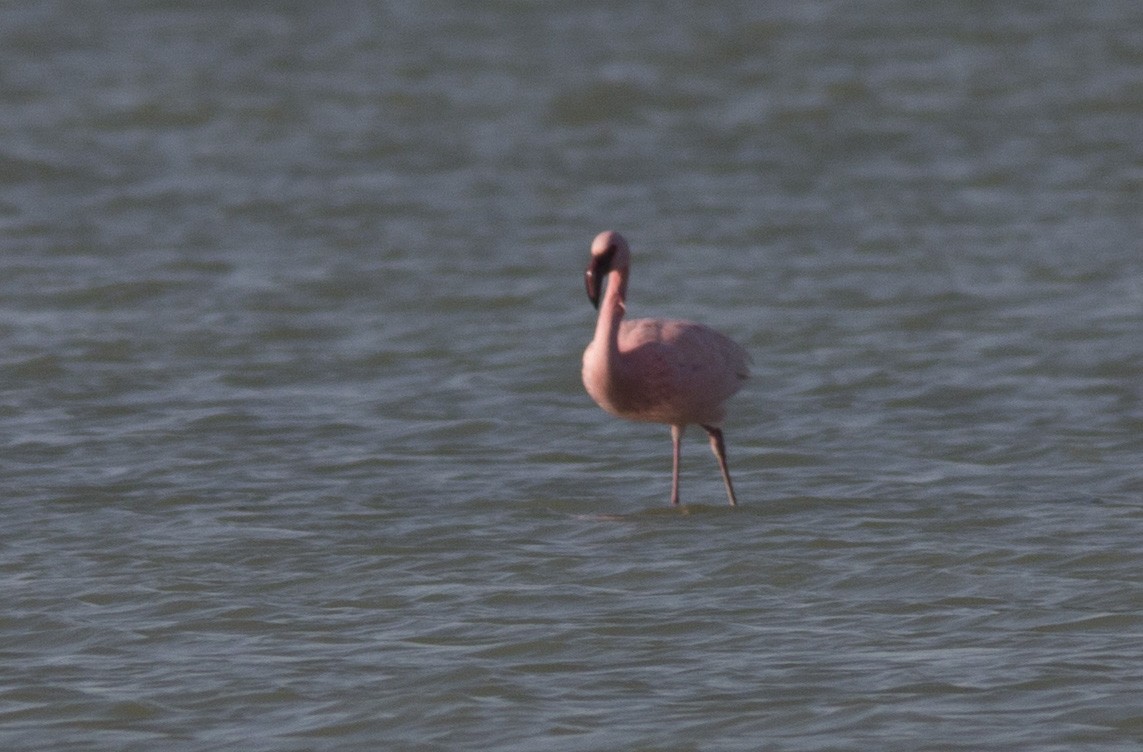 Küçük Flamingo