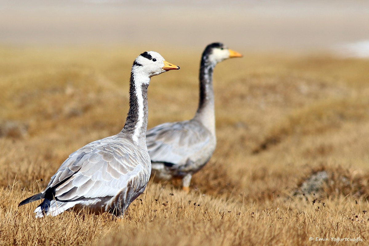 Bar-headed Goose