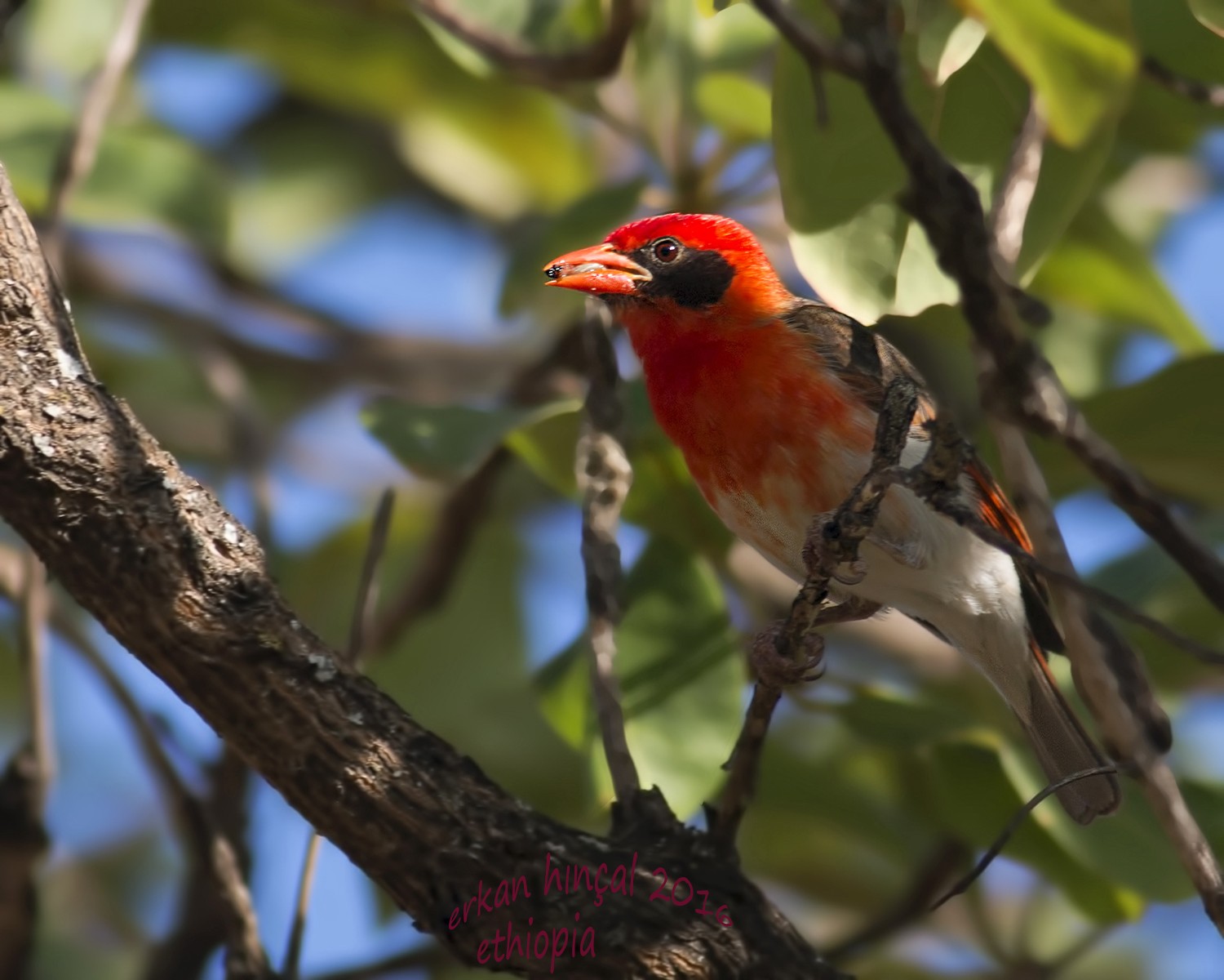 Red-headed Weaver