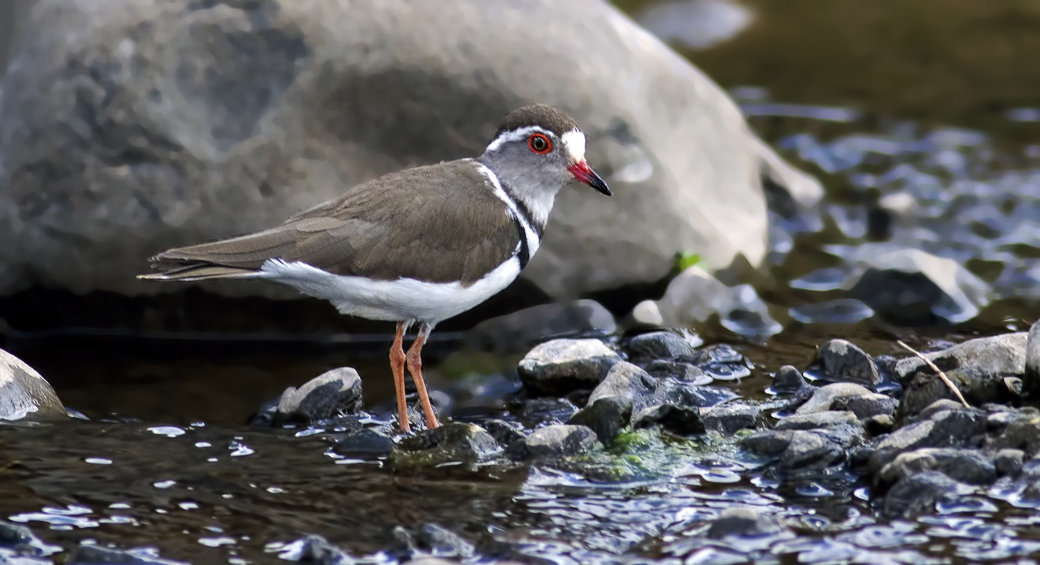 African Three-banded Plover